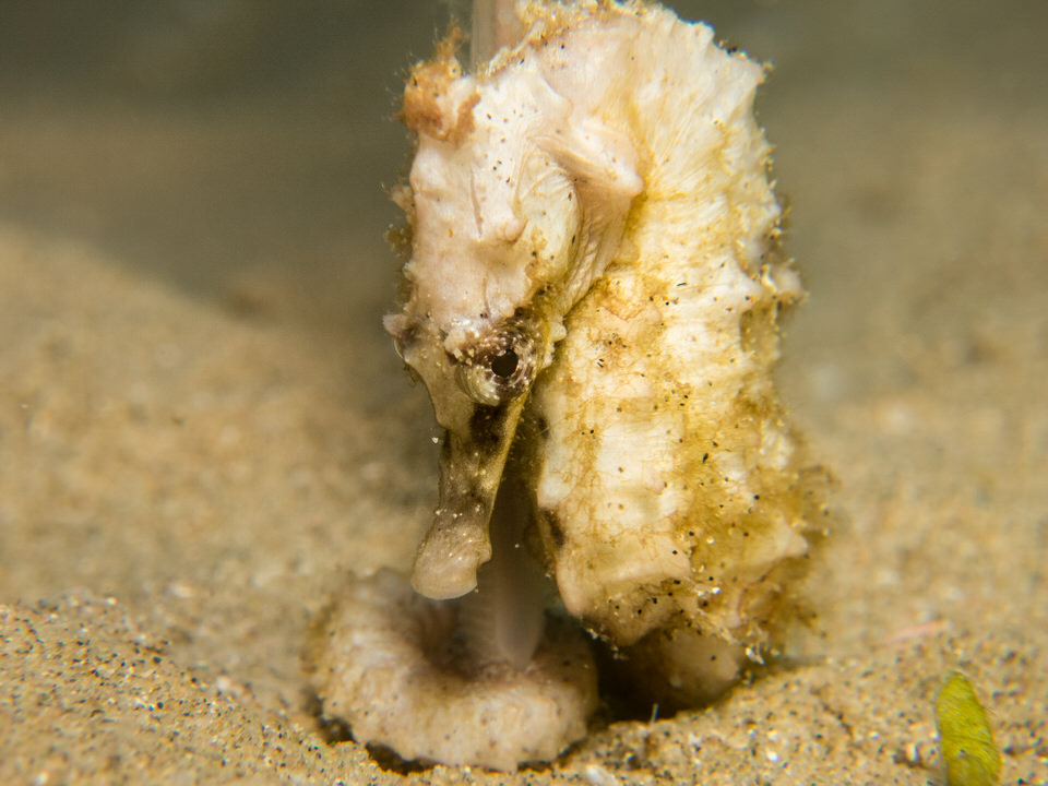 african short snout seahorse