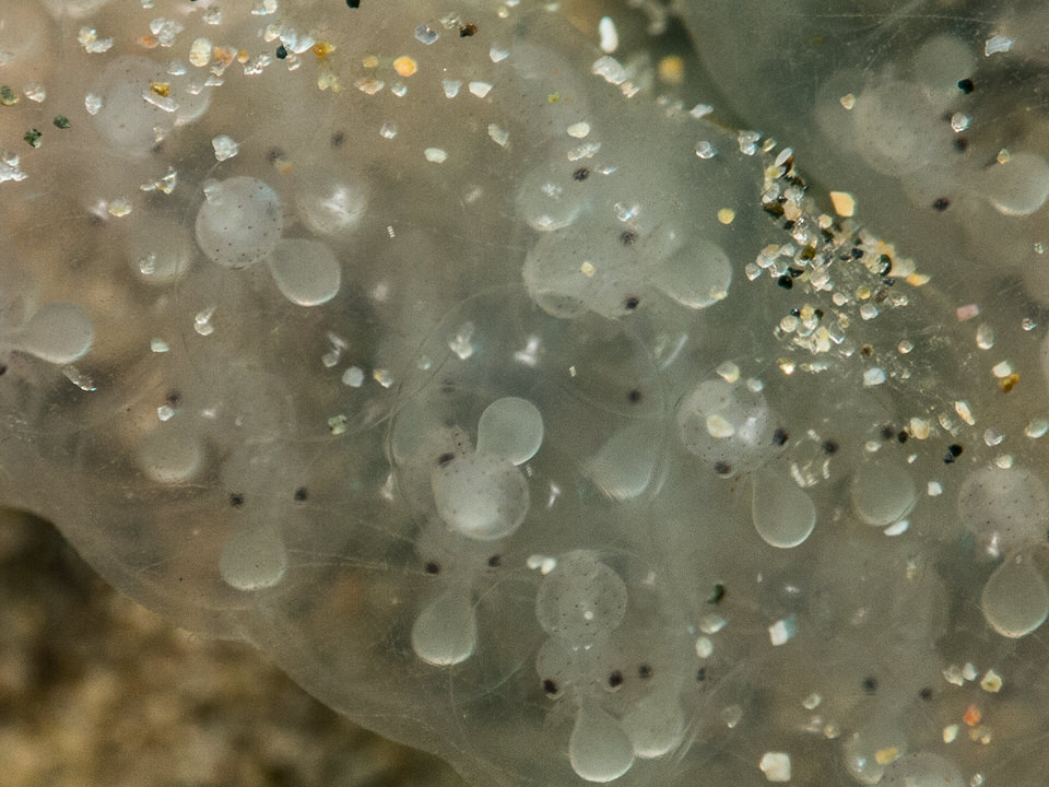 squid eggs with visible embryos
