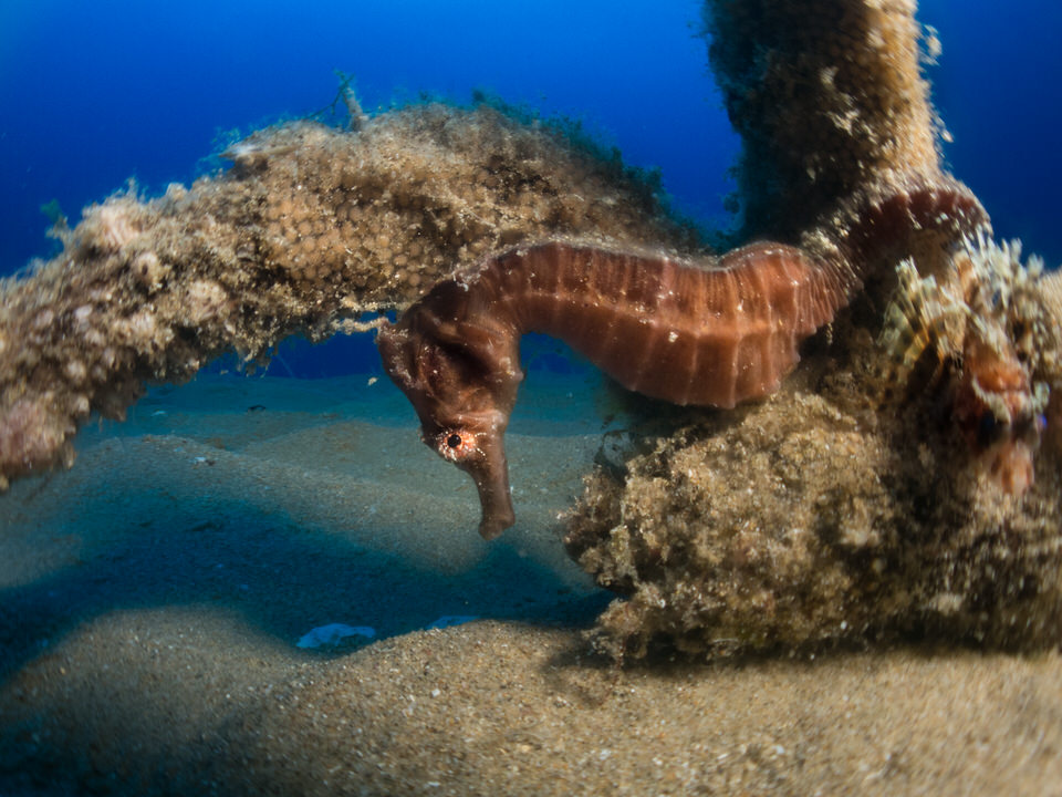 african short snout seahorse