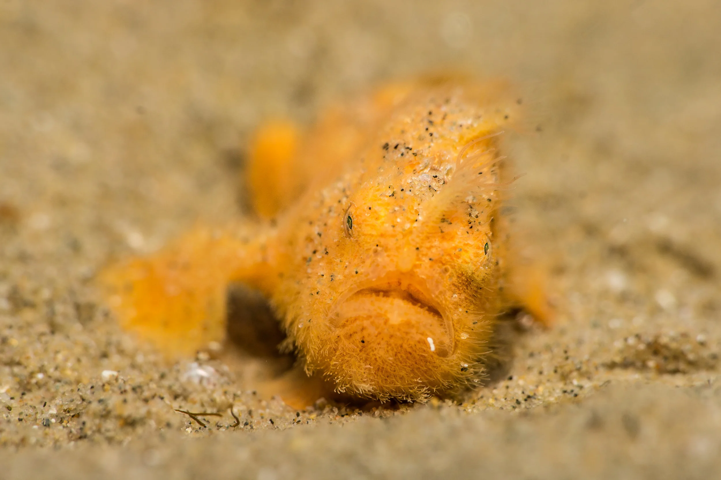 juvenile striated frogfish
