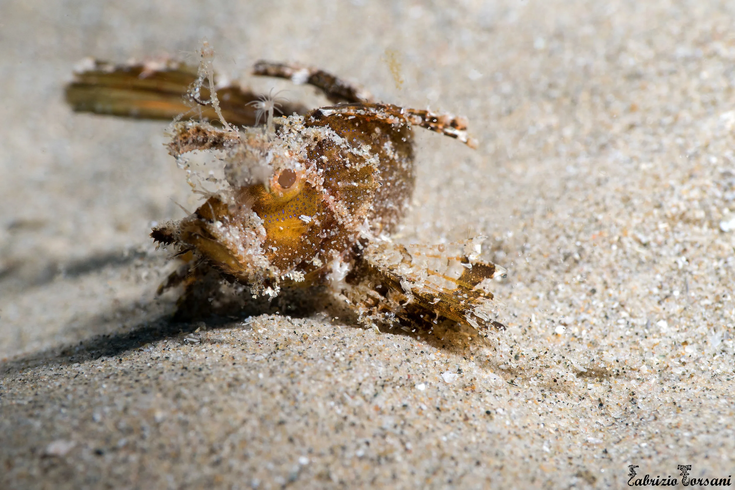 Ambon scorpionfish
