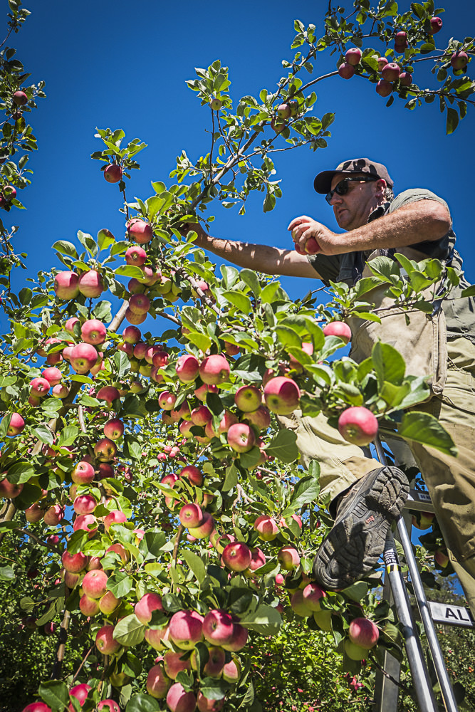 lobo-cider-apples-0291.jpg