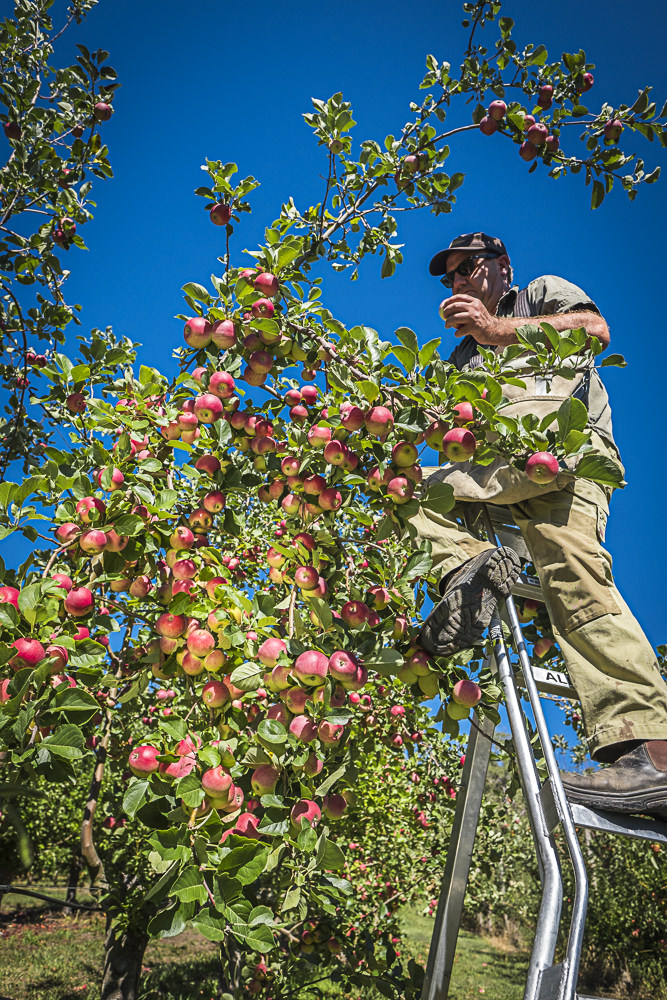 lobo-cider-apples-0292.jpg