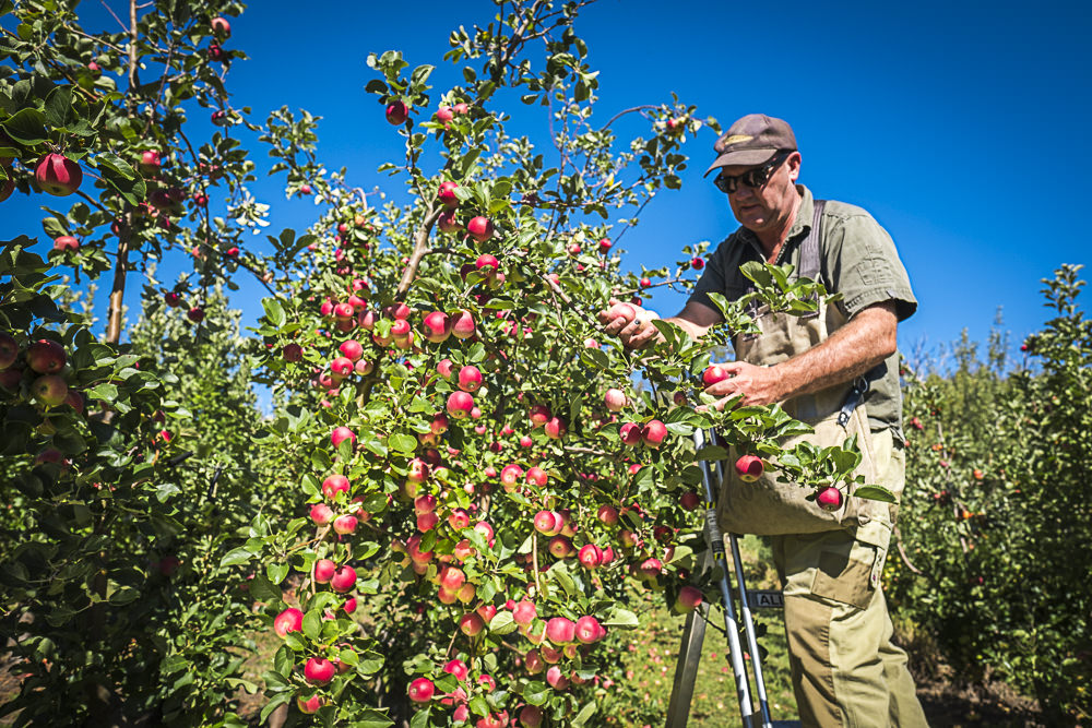 lobo-cider-apples-0331.jpg