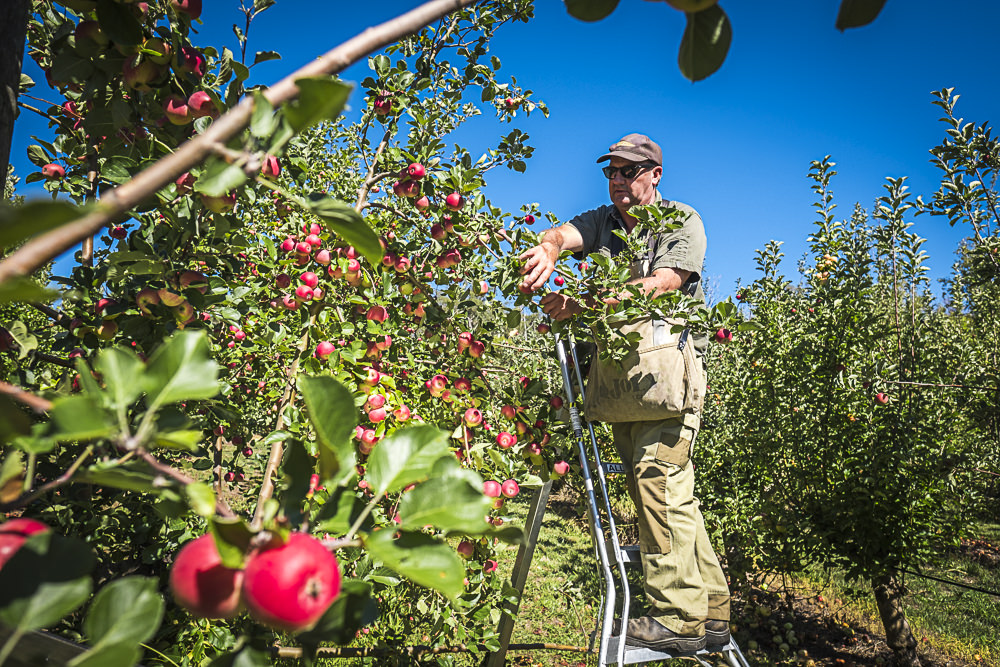 lobo-cider-apples-0337.jpg