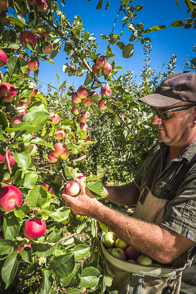 lobo-cider-apples-0356.jpg