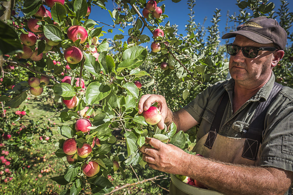 lobo-cider-apples-0370.jpg