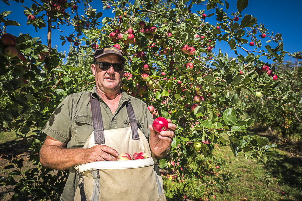 lobo-cider-apples-0396.jpg