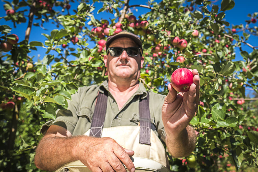 lobo-cider-apples-0415.jpg