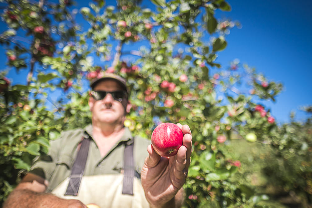 lobo-cider-apples-0416.jpg