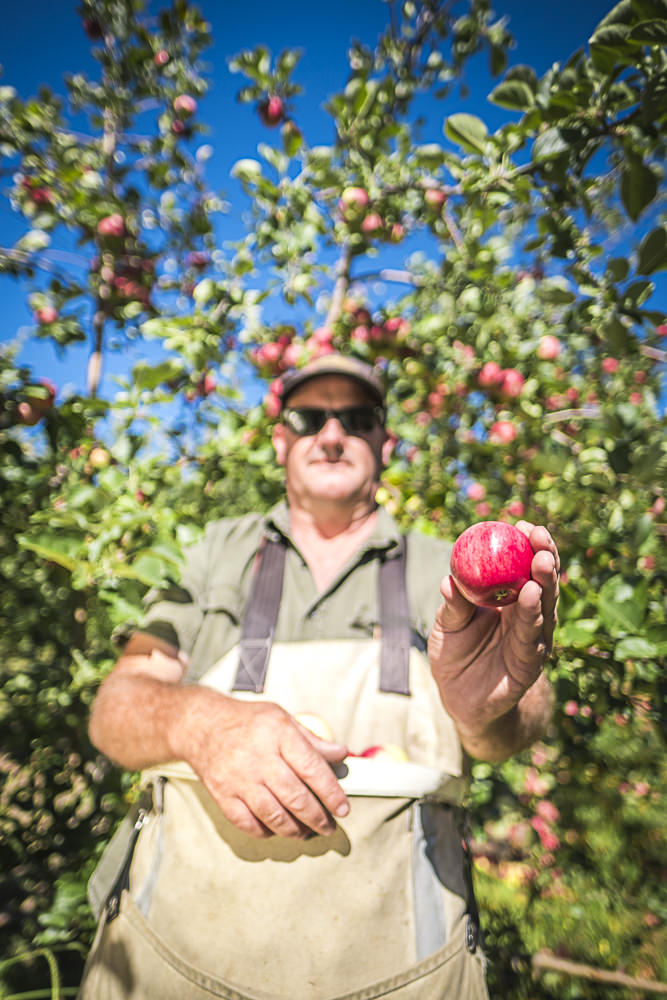 lobo-cider-apples-0417.jpg