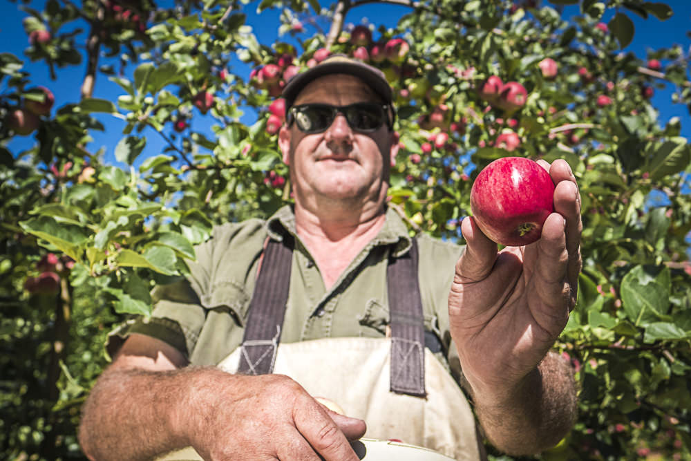 lobo-cider-apples-0422.jpg