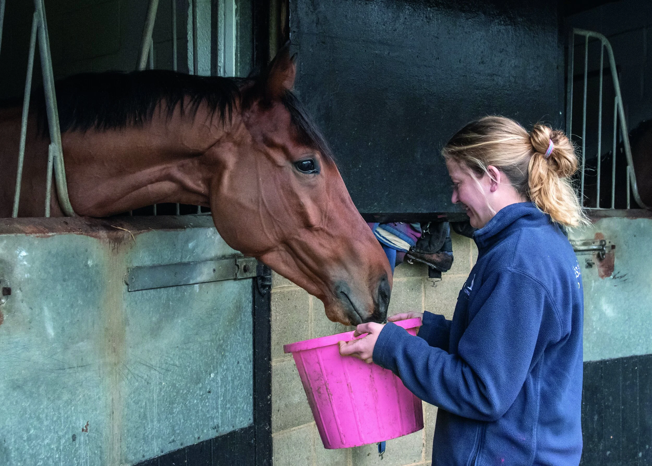 How the gutbrain connection affects the performance of horses Trainer Magazine North