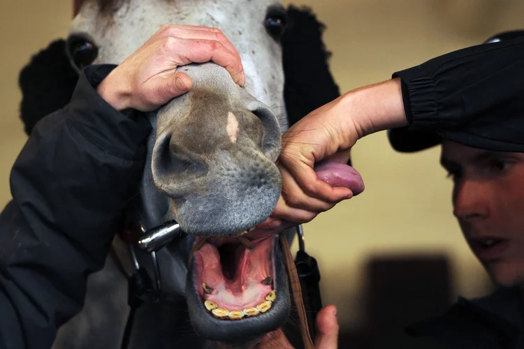 Tongue-ties - their place in racing in 2014