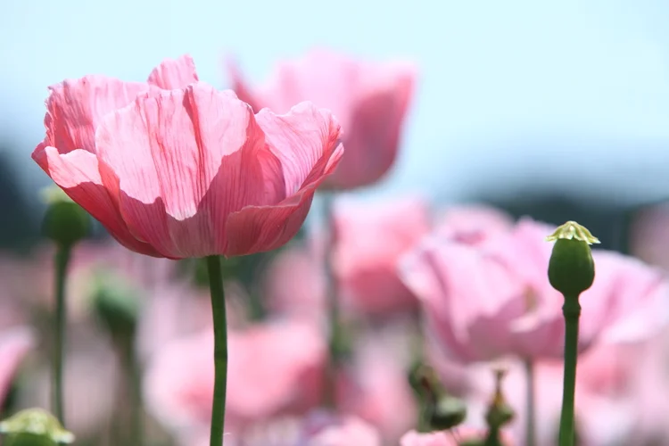 Prohibited natural substances - The risks and responsibilities