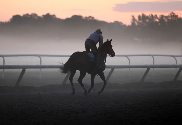 The effects of routine morning exercise on muscle response in thoroughbreds