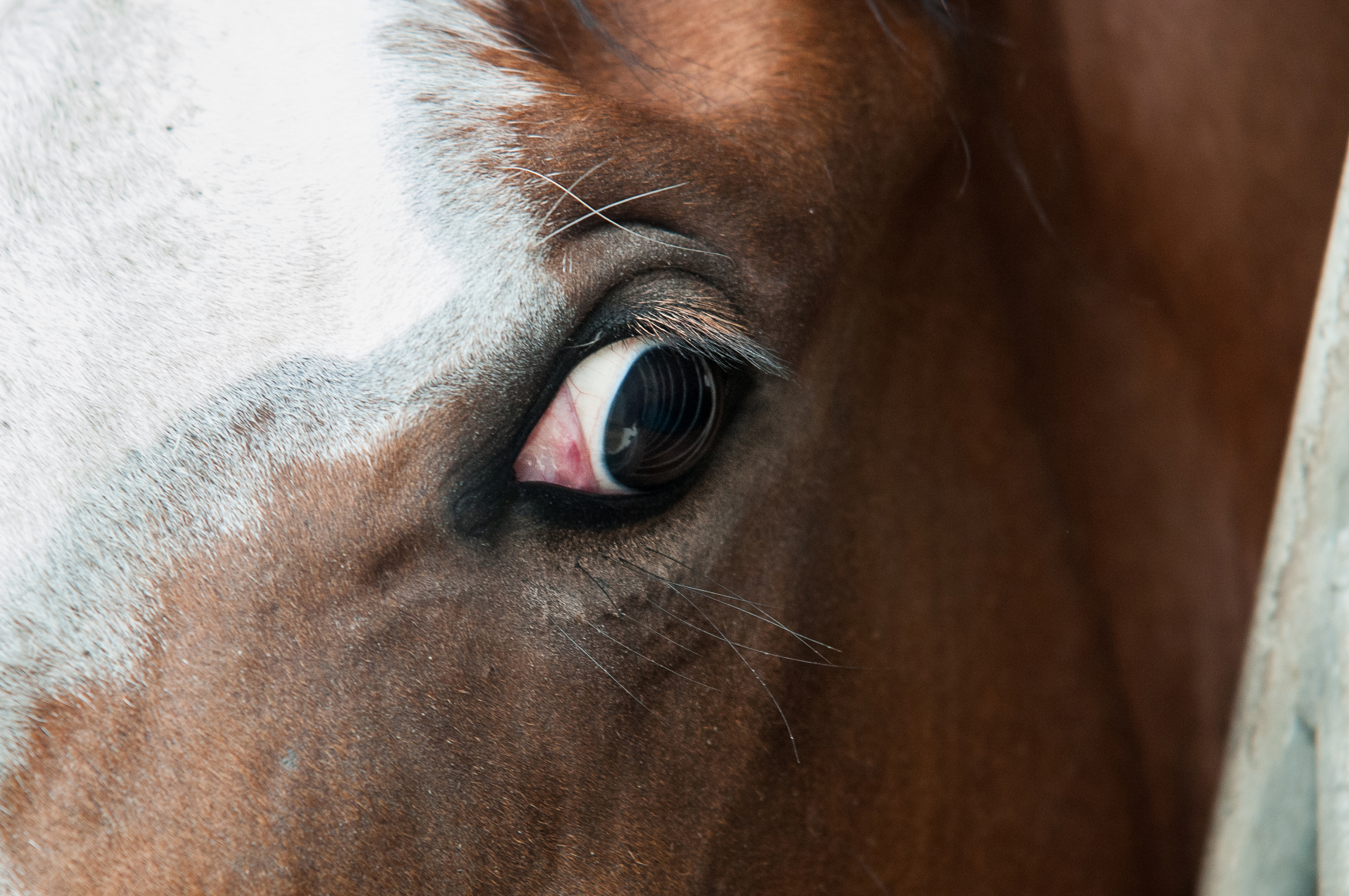 Do horses sense fear?