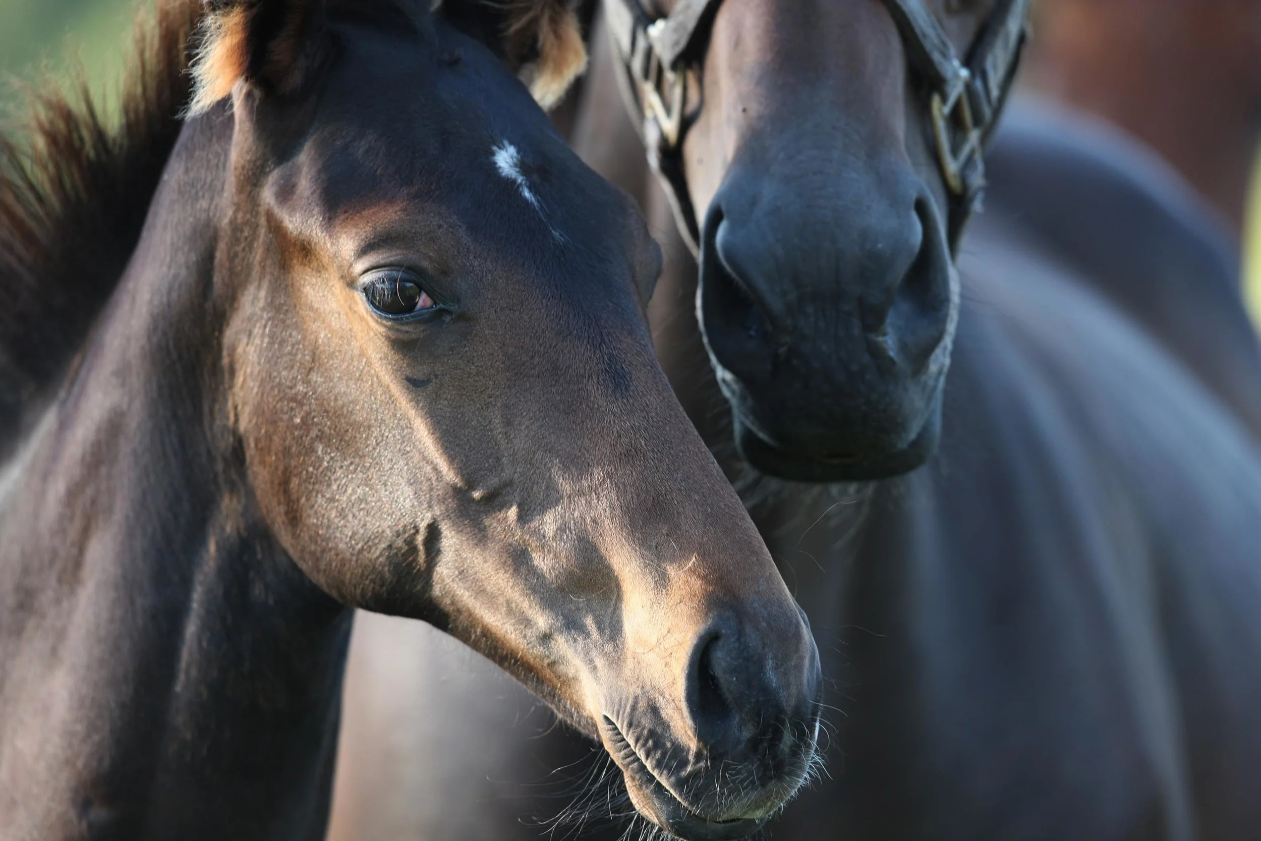 In the genes - is racing success inherited?