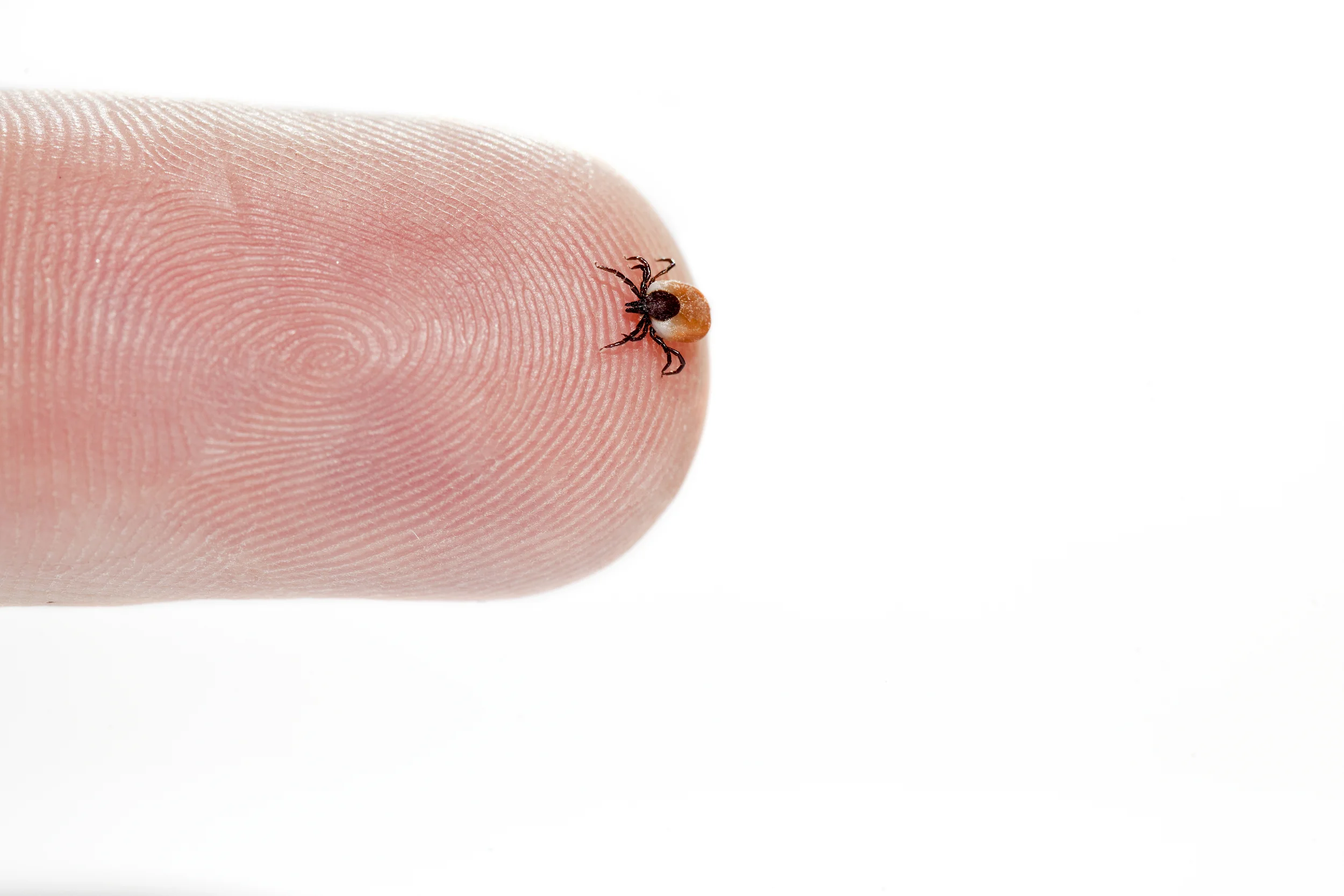 Climate Change - New equine diseases