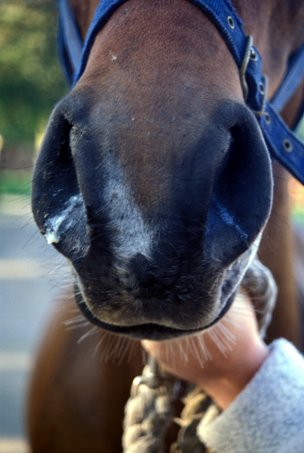 Treating outbreaks of flu in vaccinated horses