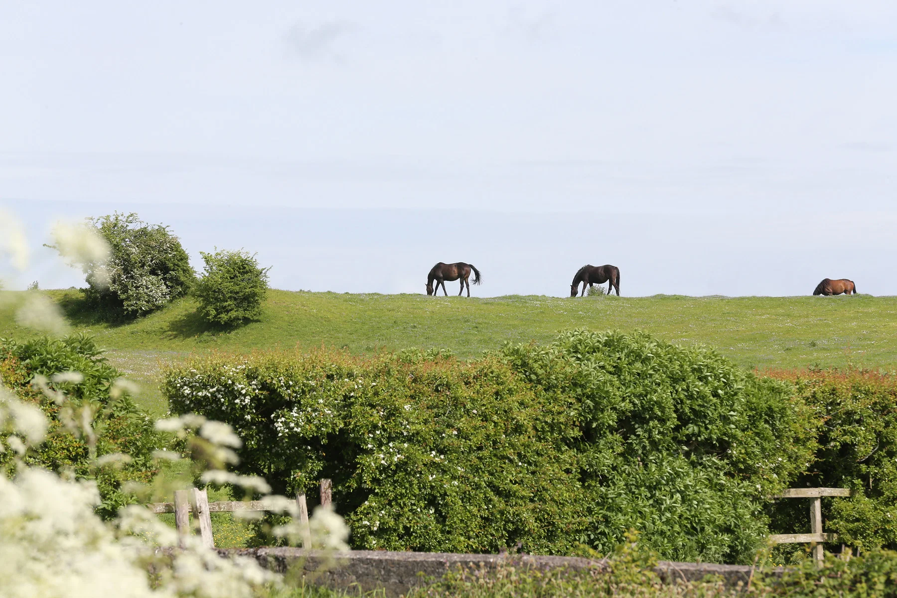 Neutraceuticals for Horses from Nature’s Basket