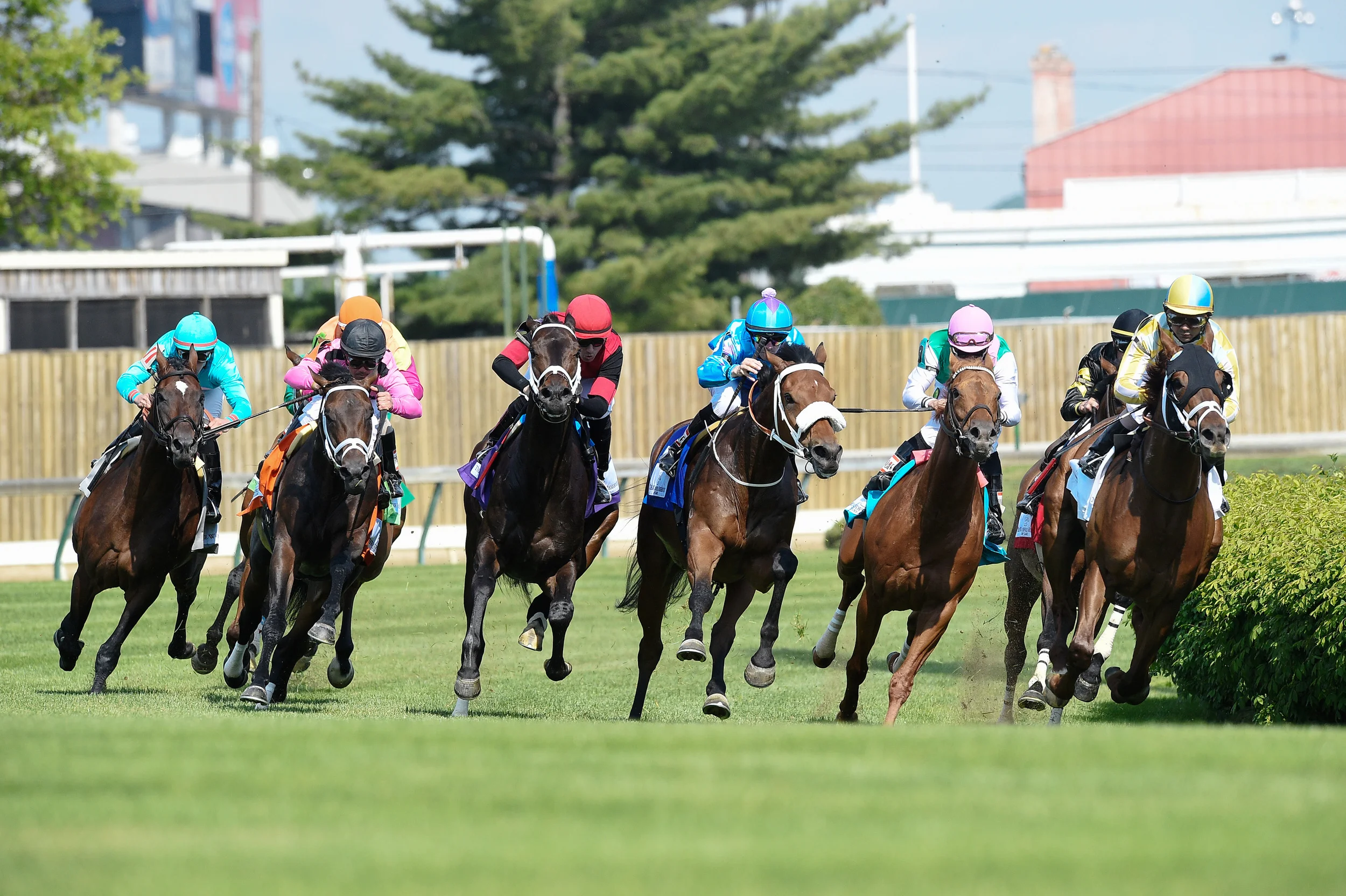 Understanding “Equine Sudden Death” syndrome