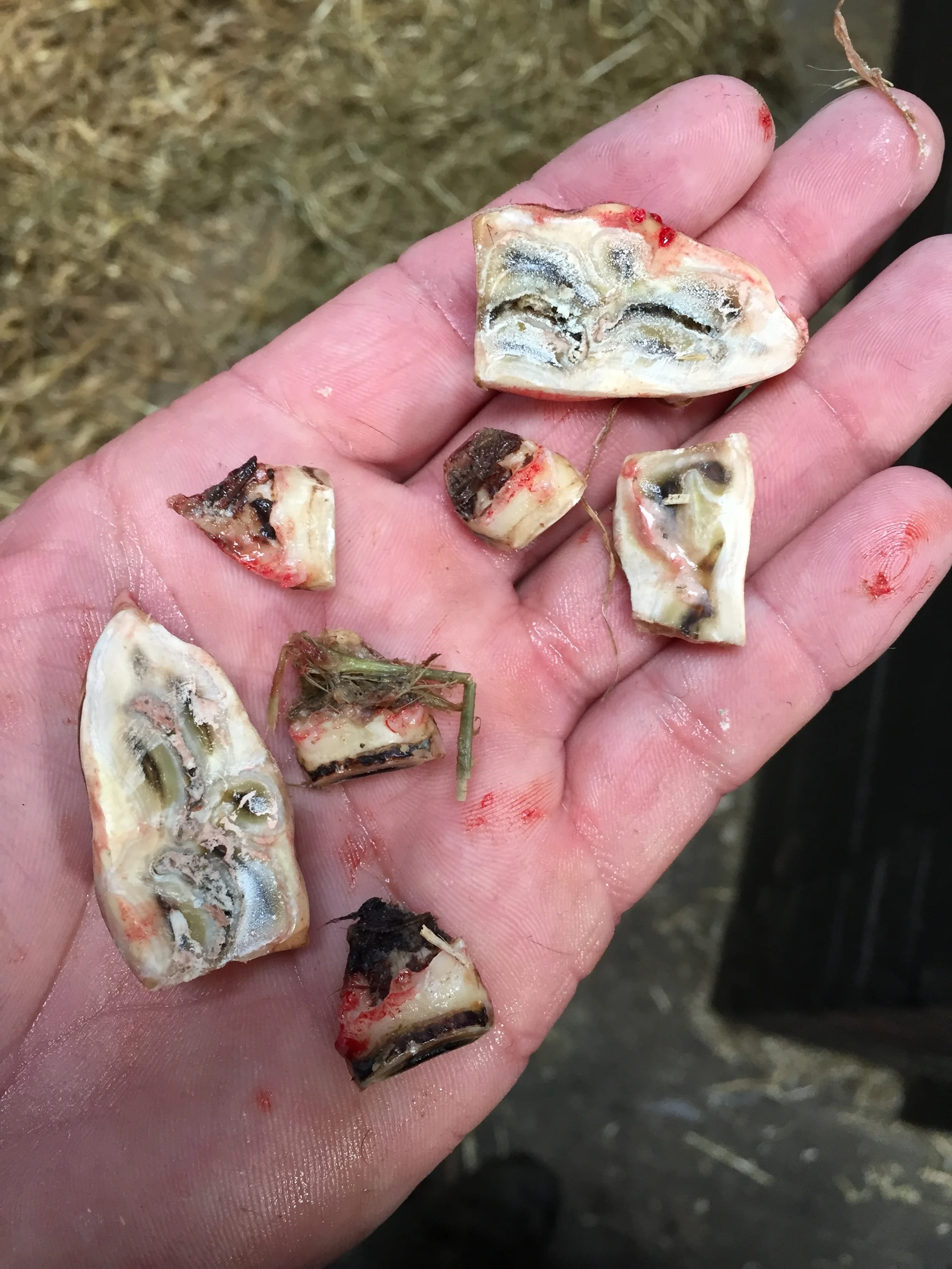 Trainers - check out your horse's dentist before your horse's teeth