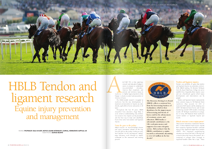 HBLB Tendon and ligament research equine injury prevention and management.jpg