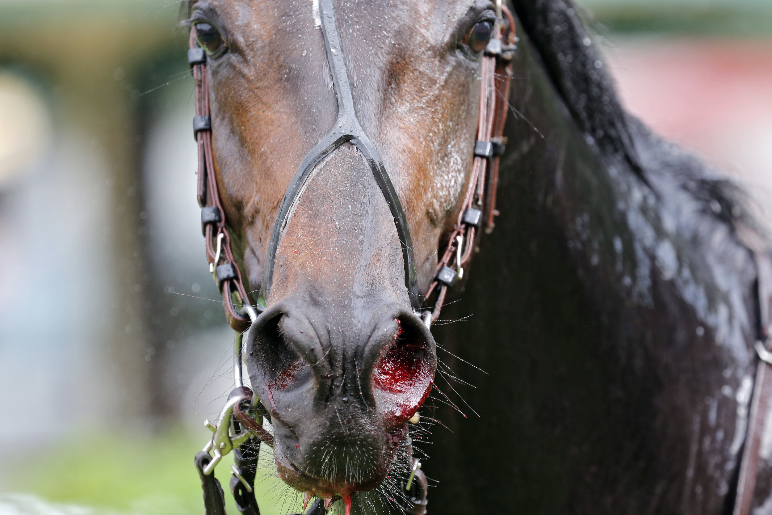 Колоть лошадей. Кровотечение из носа лошади. Лошадь. Носовое кровотечение у лошади.