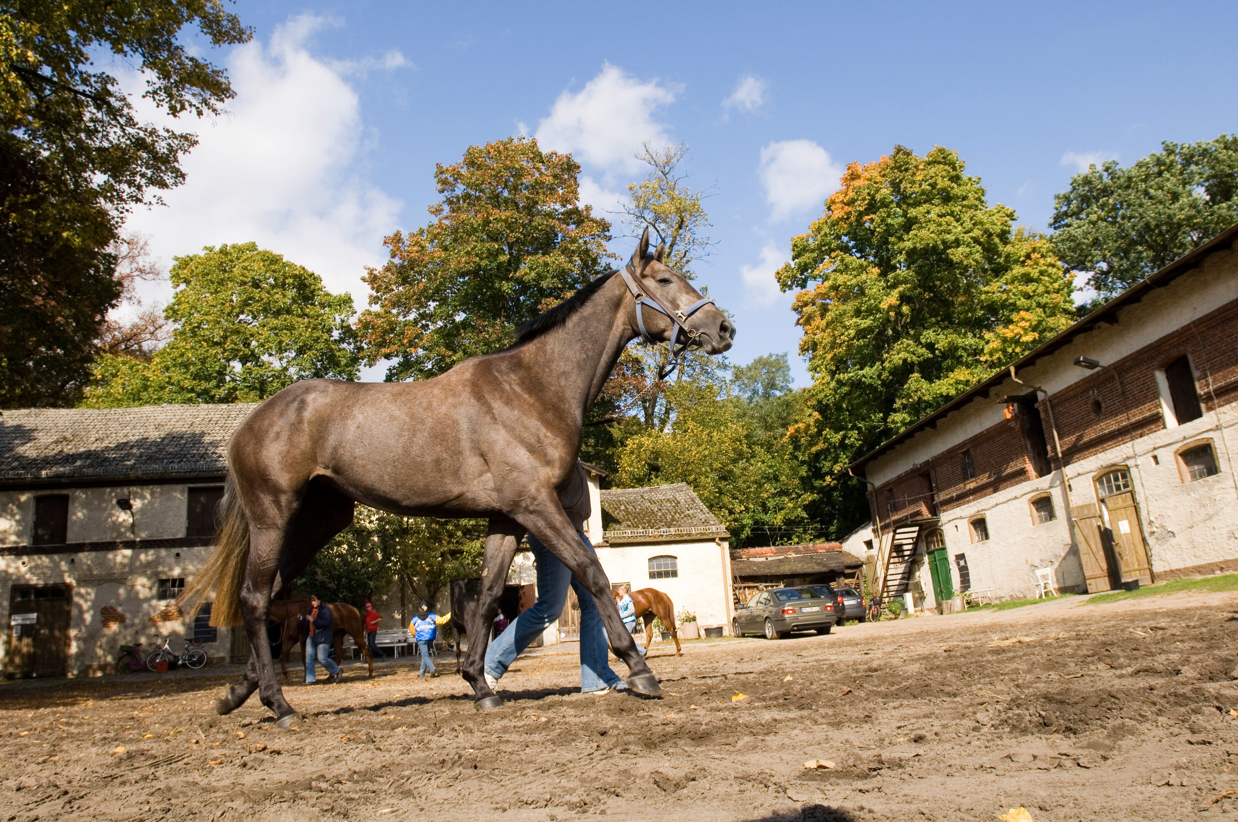     Racehorse being lead to the stables of Hoppegarten Racecourse after a race, Berlin, Germany, Europe 