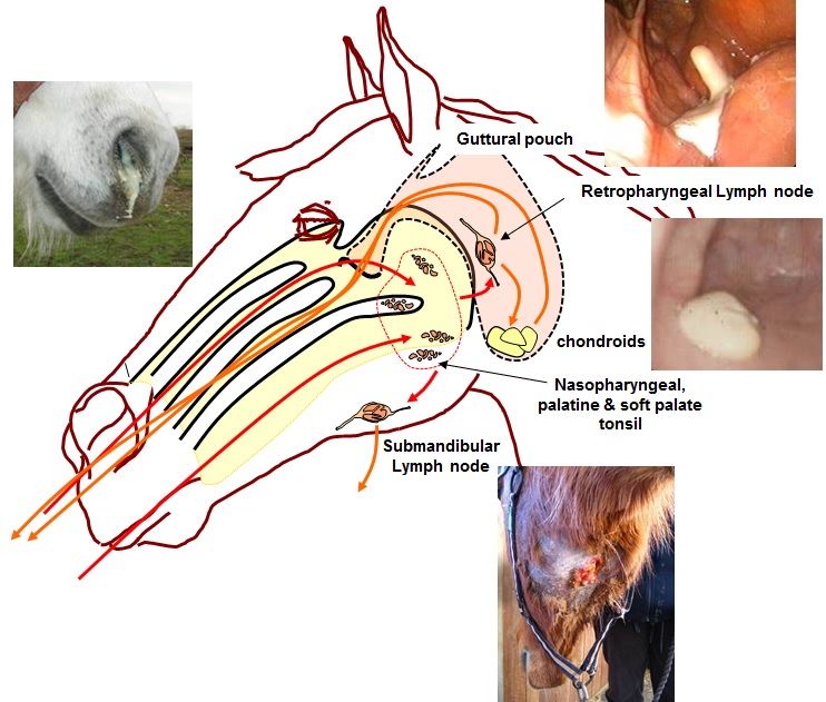 The bacterium is taken up from the environment by a horse via the nose or mouth from which it spreads to the submandibular and retropharyngeal lymph nodes. Here it uses a variety of mechanisms, several of which remain unknown, to establish a site of infection leading to the formation of abscesses. Abscesses burst externally or into the gutteral pouch where incomplete drainage of pus can lead to the establishment of persistent infection in some carrier horses. Shedding of Streptococcus equi from abscess material from acutely affected horses or from the gutteral pouches of carriers into the environment completes the lifecycle.