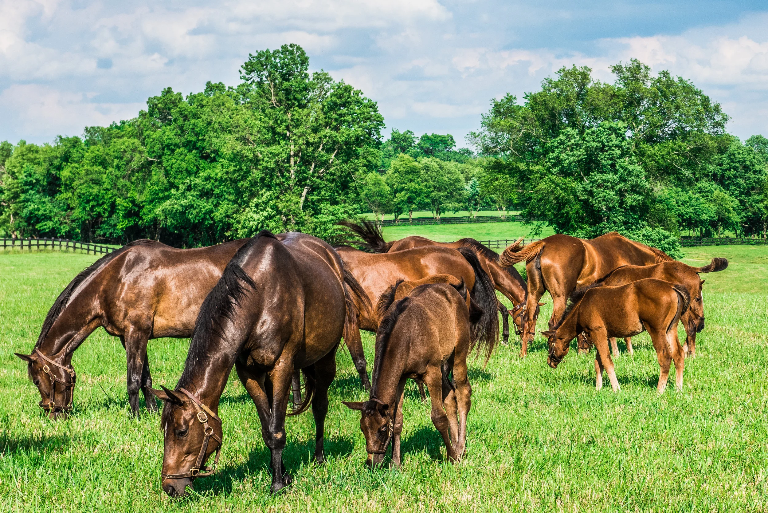 The success or failure of any breeding program is dependent on the nutritional status and digestive tract health of foals, mares, and stallions alike. Although this aspect of the operation is often overlooked, it is only by ensuring that these considerations are optimised that foals are given the best chance to survive and thrive, from birth through weaning and on to sale. A weighty issue There exists surprisingly little research surrounding the nutrient requirements of the breeding stallion. This may be in part complicated by the great variation in activity; some stallions may serve several mares a day during peak periods in the breeding season, while others may serve only that number in a year. Other influencing factors may include temperament, management routine, and competitive activities. However, it is generally agreed that energy demands are indeed above maintenance levels, and according to various National Research Council studies it has been suggested that active stallions require approximately a third more digestible energy than their non-breeding, sedentary counterparts. Research in other species has shown that a body condition that deviates greatly from the ideal can be associated with an increased risk of infertility (Nguyen et al. 2009). Nutritional content is also of great importance, with zinc and omega-3 fatty acids playing important roles in sperm motility, mobility, and viability. Extremes in body weight and condition can also affect the fertility of broodmares. Low levels of body fat in mares can inhibit or delay ovarian activity, and obesity is often associated with insulin resistance (equine metabolic syndrome, or EMS), which can also disrupt cyclicity. Gentry et al. (2002) found that mares with a body score of 3-3.5 demonstrated a longer anaestrus than mares with a good body score (eg., 5) (Henneke et al. 1983) and was accompanied by lower plasma leptin, prolactin, and insulin-like growth factors. It would therefore be sensible to carefully manage the weight and condition of both broodmares and stallions to optimise breeding potential. Safely improving body condition and weight For horses struggling to maintain ideal body condition it is important to assess forage intake and quality, and to also increase concentrates. Energy-dense grains and fats are often employed in these situations; however, caution must be taken to avoid the digestive tract issues these can cause. Adding fat-fortified feeds to the diet, or top dressing fats or oils, can be an effective way to increase caloric intake. However, oils can pose a palatability issue. For a significant caloric contribution, somewhere between 200-500 ml/day of vegetable oil would be required. This would also increase the need for additional vitamin E and selenium to counteract the greater antioxidant need of a horse on such levels of supplementation. The horse is naturally limited in its capacity to digest large volumes of starch, so concentrations should be limited to about 2g starch/kg body weight per meal, which equates to 0.2% starch or 1.4kgs of grain per meal. Anything over this risks starch bypass through to the large intestine, which can cause a bacterial inversion and ultimately a range of issues from poor feed absorption and inflammation to colic and laminitis. While it is prudent to ensure that a diet is appropriate both in volume and quality, the health of the digestive tract itself can sometimes be overlooked. Optimal absorption can only be maximised when the mucosal surface of the tract and its vascular supply is healthy, the structure facilitates effective nutrient uptake, and the transit rate allows adequate time for digestion. Other factors known to affect fertility and gestation can include naturally occurring contaminants found in feed, bedding, and housing. It has been well established that exposure to toxins produced by moulds and yeast can have detrimental effects on many biological systems. Of particular interest to breeders are mycotoxins, such as ergotalcaloids (found in some species of grass) and zearalenone (occurring in cereals). Zearalenone disrupts the oestrous cycle leading to lower conception rates, and ergotalcaloids can induce late gestation fetal loss and placental abnormalities. Mycotoxin binding agents can be a beneficial addition to a broodmare’s diet in a bid to combat mycotoxicosis. Biological products such as yeast cell wall, containing polysaccharides such as glucan or mannan, are emerging as potent adsorbers, with multibinding properties to numerous chemically different mycotoxins (Diaz & Smith, 2005). Clearly, risk management should be applied at all levels of the feed production and manufacture chain to minimise contamination. Correct storage and regular quality assessment are paramount but the addition of a mycotoxin absorbent to the diet is also likely to be beneficial. Nutritional demands of the pregnant mare The nutrient and energy requirements of the pregnant mare begin to increase from month five of gestation (as placental tissues significantly develop). Consequently, a carefully devised diet containing adequate protein, vitamins, and minerals (major and trace) is imperative. The pregnant mare’s caloric intake should also be increased and, depending on climate, housing, etc., feed volume may need to be increased by up to 30% by the end of gestation. This may be complicated during late gestation when the foal occupies an increasing proportion of the mare’s abdominal cavity, thus making large volumes of feed difficult to ingest. The foal will gain approximately 80% of its birth weight during the last trimester, and the most rapid growth period will be in the few days before or after birth (Staniar et al. 2004). Ensuring optimal gastrointestinal support helps to safeguard the health of both the mare and her foal. Colostrum IgG transfer crucial to foal health The passive transfer of maternally derived immunoglobulins (predominantly IgG) to the newborn foal should occur via the mare’s colostrum within the first 1-8 hours after parturition. The immunoglobulin content of colostrum drops to 10-20% of levels recorded following parturition, and after the first 24 hours of life “gut closure” in the foal occurs. This means that the large IgG molecules can no longer be absorbed. Failure of passive transfer (FPT) leaves the foal particularly susceptible to bacterial infections, septicaemia, enteritis, pneumonia, and even death. Insufficient IgG transfer can occur for a variety of reasons, from premature birth, loss of colostrum due to lactation prior to parturition, to neglect or death of the mare. Another common reason for FPT is inadequate levels of IgG in the mare’s colostrum. Dietary supplementation of certain nutrients has been shown to have a beneficial effect on colostrum IgG levels in numerous species (Krakowski et al. 1999, 2002, Khalkhane et al. 2013). In a pilot study (Carter & Pelligrini, unpublished) carried out on three thoroughbred breeding farms in the US, 26 broodmares were randomly placed into two groups. The experimental group received a polar lipid/beta glucan-based supplement 90 days prior to foaling, while the second group served as a control. The supplement, although primarily used to support the health and functioning of the gastrointestinal tract, also imparts immunomodulatory properties. Adequate levels of IgG are accepted as between 4000 – 6000 mg/dl colostrum. The broodmares receiving the supplement reported a 97% higher IgG concentration in the colostrum (ave. 14038 mg/dl) when compared to the control group (ave. 7078 mg/dl). For broodmares with a history of poor colostral IgG concentrations, additional support may help to ensure a good transfer of immunity. Supporting nutrition for lactation Lactation is very demanding nutritionally for the broodmare, and it is well established that nutritional status and milk yield and quality are linked. This ultimately influences the foal’s growth rate, condition, and body weight. Within the first 30 days of lactation mares can produce up to 14kgs of milk a day, with a calorie content of 500 kcal/kg. Further, it takes up to 6-8 weeks before the hindgut of the foal is functional enough to absorb extra nutrition from non-milk sources. Balanced nutritional intake in the mare including adequate protein, calcium, and phosphorus is crucial, as is ensuring that the digestive tract is able to maximise uptake and absorption. Increased volumes of feed, however, can present a risk in itself, so smaller, more frequent feedings can help moderate the transit rate and ensure complete digestion. Foal heat occurs at 14 days post foaling, and then at 22 day intervals. From a commercial aspect, and due to constraints of the breeding season, mares are often put back into foal as soon as is safe to do so; thus, returning fertility is paramount. It has also been shown that mares who foal in poor condition or who lose weight rapidly when lactating have reduced reproductive efficiency (Heneke et al. 1981). Meanwhile, R.M. Jordan (1982) found that if mares who foaled in poor condition were allowed to gain weight during lactation their conception rates were unaffected. Regardless, it is obvious that maintaining a healthy weight throughout gestation and lactation is always preferable to trying to rectify a problem that has developed in the process. Development of the gut microbiome and common risks in the foal By three months of age, the foal will have relied on the mare’s milk as a supply of energy and nutrients, again highlighting how the broodmare’s own nutrition is crucial. Prior to birth the foal’s gastrointestinal tract is relatively free of bacteria and microbes. After birth, it rapidly populates and is an important event contributing to the foal’s health and development (Julliand, 1992). While more research is warranted to establish how this can be further supported, it is clear that the health of the microbial ecosystem in the foal’s hindgut is integral to its ability to go on to absorb and digest certain feedstuffs and for its general wellbeing. Digestive issues can be commonplace in the young foal. Gastric lesions in particular have been deemed common in foals under 10 days of age, and these foals often lack overt symptoms (Murray et al. 1990). Diarrhoea is often associated with the mare’s first foal heat or during adaptation to other sources of food but is usually self-limiting. However, other causes, whether infectious or not, should not be ruled out. Rotavirus, Salmonellosis, Clostridium difficile, and Lawsonia intracellularis can all pose significant challenges to the foal. Appropriate veterinary treatment combined with gastrointestinal support can help promote effective recovery. Optimal nutrition and gastrointestinal health in the broodmare, stallion, and foal is of primary concern for breeders. It warrants careful planning and consideration, with which many digestive issues can be limited or avoided while maintaining peak condition, weight, fertility, and overall health. FJK 9 January 2018 3:10a -- re-looked at 11 January 2018 3:10a Diaz DE, Smith TK. Mycotoxin sequestering agents: Practical tools for the neutralisation of mycotoxins. In: Diaz DE, editor. The Mycotoxin Blue Book. Nottingham, United Kingdom: Nottingham University Press; 2005. pp. 323–339. Gentry LR, Thompson DL Jr, Gentry GT Jr, Davis KA, Godke RA, Cartmill JA. (2002) The relationship between body condition, leptin, and reproductive and hormonal characteristics of mares during the seasonal anovulatory period. J Anim Sci. 80(10):2695-703. Henneke DR, Potter GD, Kreider JL. (1981) "Rebreeding efficiency in mares fed different levels of energy during late gestation." In: Proceedings of the 7th Equine Nutrition and Physiology Society. Warrentown, Virginia. pp. 101-104. Henneke DR, Potter GD, Kreider JL, Yeates BF. (1983) Relationship between condition score, physical measurements and body fat percentage in mares. Equine Vet J. 15(4):371-2. Jordan RM. (1982) Effect of weight loss of gestating mares on subsequent production. J. Anim. Sci. 55 (Suppl 1):208. Julliand V. (1992) Microbiology of the equine hindgut. 1. European Conference on the Nutrition of the Horse. Pferdeheilkunde, sonderausgabe, pp 42-47. Khalkhane AS, Abbasi K, Zadeh FS, Arian AH. (2013) Effect of dietary beta-glucan supplementation on humoral and cellular immunologic factors in lambs. Global Veterinaria, 11, 38–43. Krakowski L, Krzyzanowski J, Wrona Z, Siwicki AK. (1999) The effect of nonspecific immunostimulation of pregnant mares with 1,3/1,6 glucan and levamisole on the immunoglobulins levels in colostrum selected indices of nonspecific cellular and humoral immunity in foals in neonatal and postnatal period. Vet Immunol Immunopathol 68:1–11. Krakowski L, Krzyzanowski J, Wrona Z, Kostro K, Siwicki AK. (2002) The influence of nonspecific immunostimulation of pregnant sows on the immunological value of colostrum. Veterinary Immunology and Immunopathology, 87, 89–95. Murray MJ, Murray CM, Sweeney HJ, Weld J, Digby NJ, Stoneham SJ. (1990) Prevalence of gastric lesions in foals without signs of gastric disease: an endoscopic survey. Equine Vet J. 22(1):6-8. Nguyen RH, Wilcox AJ, Skjaerven R, Baird DD. (2007) Men's body mass index and infertility. Hum Reprod. 2007 22(9):2488-93. Scott Carter, PhD and Franklin L. Pellegrini, DVM. Effect of Adding SUCCEED™ to the Diet of Pregnant Mares 90 Days Pre-Foaling, unpublished. Staniar WB, Kronfeld DS, Treiber KH, Splan RK, Harris PA. (2004) Growth rate consists of baseline and systematic deviation components in Thoroughbreds. J Anim Sci. 82(4):1007-15. From Fertility to Foal Considerations for Digestive Tract Health Emma Hardy, PhD