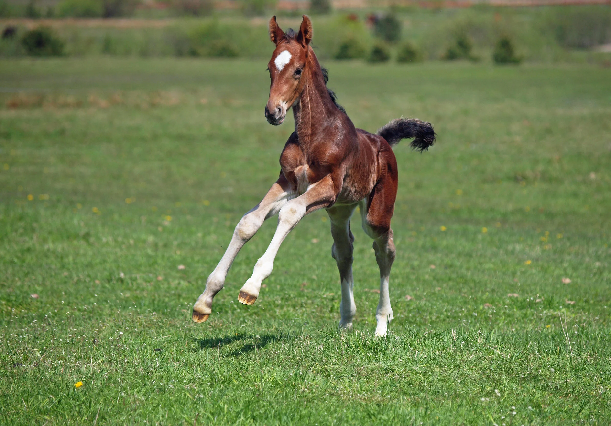 Osteochondrosis (OC) is a common lesion in young horses affecting the growing cartilage of the articular/epiphyseal complex of predisposed joints at specific predilection sites. In the young thoroughbred, it commonly affects the stifles, hocks, and fetlocks. As this condition has such important impact on soundness across many horse breeds, it is commonly discussed in Equine Veterinary Journal. Four recent articles covered causes of the disease, its genetic aspects, and a new and very practical approach to early diagnosis through ultrasound screening programmes on stud farms. OC is a disease of joint cartilage. Cartilage covers the ends of bones in joints, and healthy cartilage is central to unrestricted joint movement. With OC, abnormal cartilage can be thickened, collapsed, or progress to cartilage flaps or osteochondral fragments separated from the subchondral bone leading to osteochondrosis dissecans (OCD). OC and OCD can be regarded as a spectrum rather than two discrete conditions. Certain joints are prone to OC & OCD, and there is some variation between breeds on which joints have the highest prevalence. In Australian thoroughbreds, 10% of yearlings had stifle OC, 8% had fetlock OC, and 6% had hock OC. The prevalence data may seem very high, but thoroughbred breeders may take some comfort in learning that similar, and indeed slightly higher prevalences, are reported in the warmblood breeds, standardbreds, and Scandinavian and French trotters. Heavy horse breeds have the highest prevalences. In an article discussing progress in OC/OCD research, Professor Rene Van Weeren concludes that the clinical relevance of OC is man made. In feral horses, where there is no human influence on mating pairings, OC does occur but at much lower prevalence than in horse breeds selected for sports or racing. Similarly, in pony breeds where factors other than speed and size are desirable characteristics, OC is also rare. These facts suggest that sports and racehorse breeders have inadvertently introduced a trait for OC along with other, desired traits. There is a strong link between height and OC, suggesting that one of the desired traits with unintended consequences is height. This is of particular relevance in sports horses: the Dutch warmblood has become taller at a rate of approximately 1 mm per year over the past decades, which might not seem much but it is still an inch in 25 years. Van Weeren points out that if the two-hands tall Eohippus or Hyracotherium, the browsing forest-dweller with which equine evolution started some 65 millions of years ago, had evolved at this speed, the average horse would now have stood a staggering 40 miles at the withers. Drs Naccache, Metzger, and Distal, based at the Institute for Animal Breeding and Genetics in Hannover, Germany, have worked extensively on heritability and the genetic aspects of OC in horses. Their work has shown that there is not one single gene involved. In fact, genes located on not less than 20 of the 33 chromosomes of the horse are relevant to OC. These researchers use whole genome scanning – otherwise known as genome-wide association studies, or GWAS. This approach has only been possible since the equine genome was mapped. GWAS look at the entire genetic map to detect differences between subjects with and without a particular trait or disease. Millions of genetic variants can be read at the same time to identify genetic variants that are associated with the disease of interest. Based on the number of genetic markers already found in warmblood OC, it is unlikely that a simple single-gene test will prove to be useful for screening young thoroughbreds for OC. Understanding which genetic variants are associated with a particular disease can give important clues on the biological processes that contribute to that condition. This, in turn, can reveal novel drug targets and improve therapy. Gene expression studies can also explain exactly how some undesirable traits, like OC, are closely linked to desirable traits. Equine genetic studies of this type are still relatively rare. Dr Naccache’s group in Hannover are applying these cutting edge technologies to study OC in the hanoverian breed, where OC is highly heritable. But this research area is relatively unexplored in racing breeds and more work is urgently needed for the thoroughbred. What we do know about genetics and OC in thoroughbreds is that OC actually has lower heritability compared to warmbloods. Drs John and Tom Russell of Victoria Equine Group in Australia recently reported some of their work, which involved collaboration with researchers Richard Reardon and Oswald Matika from the University of Edinburgh to look at this issue. Sales radiographs from almost 2,000 thoroughbred yearlings were reviewed, and horses were classified as being OC-affected or not. Pedigree information was analysed to granddam and grandsire level. An important outcome was that it showed that non-genetic factors such as nutrition also are very important in thoroughbred OC. Heritability of OC is lower in thoroughbreds than in other breeds, but amongst the various forms of OC seen in this group of yearlings, stifle OC and in particular OC lesions of the lateral trochlear ridge of the distal femur (LRTF) were more heritable than OC of the hock and fetlock. LRTF lesions are one of the forms of OC most likely to adversely affect a horse’s racing career. On the other hand, these lesions can heal in foals up to about eight months of age with appropriate management. Therefore, there is considerable benefit in identifying these lesions early – ideally before joint distension is easily apparent on visual inspection. To meet this clinical need, a group of Canadian veterinarians lead by Professor Sheila Laverty has developed an ultrasound technique for screening the stifle of young foals. Dr Gabrielle Martel reported on work performed on 46 thoroughbreds on a single farm. The foals were examined with an ultrasound unit similar to the equipment used for tendon scanning. Radiographs – the current standard technique for diagnosing OC – were obtained for comparison. Very young foals have thick cartilage that gradually remodels to bone as the foal grows. The interface between the cartilage and bone – the chondro-osseus interface – is highly indented in young foals and gradually becomes smoother and thinner with age. There is also change in the pattern of small blood vessels within the cartilage as the joint develops. Looking for changes in these three features can identify OC. In early OC lesions, characteristic semi-circular indentations are easily distinguished with ultrasound. Ultrasound imaging effectively monitored healing, and subtle changes not obvious with radiography could be picked up with ultrasonography. Ultrasound is widely available and, with training, easy to perform. Repeated ultrasound exams are more practical than multiple radiographs. In this work, Dr Martel has provided stud vets with very useful information that will allow them to more effectively identify and manage OC of the stifle in young thoroughbreds. Legends Fig 1. Each row of radiographs on the left and standard and magnified ultrasound images on the right are from the same young foal. In the top foal’s ultrasound images (b) distinct V shape indentations and in the next row, small circular areas of cartilage retention in US image (d) are normal. In the bottom set (f) early osteochondrosis creates the semicircular wider indentation. Fig 2. The top row shows subclinical osteochondrosis lesions in a 67-day-old foal. The OC lesion is obvious in the lateromedial radiograph (arrow, a) but not on the oblique projection (b). Ultrasonography showed defects in two areas, visualised here in long axis (c) and transverse planes (d). The lower row shows a 118-day-old foal with a healing lesion. Changes are minimal on radiographs (arrows e & f), but the ultrasonographic examination revealed a multifocal semicircular defect (red circle, g & h). This illustrates that ultrasonography is a more effective tool for monitoring healing that radiography.