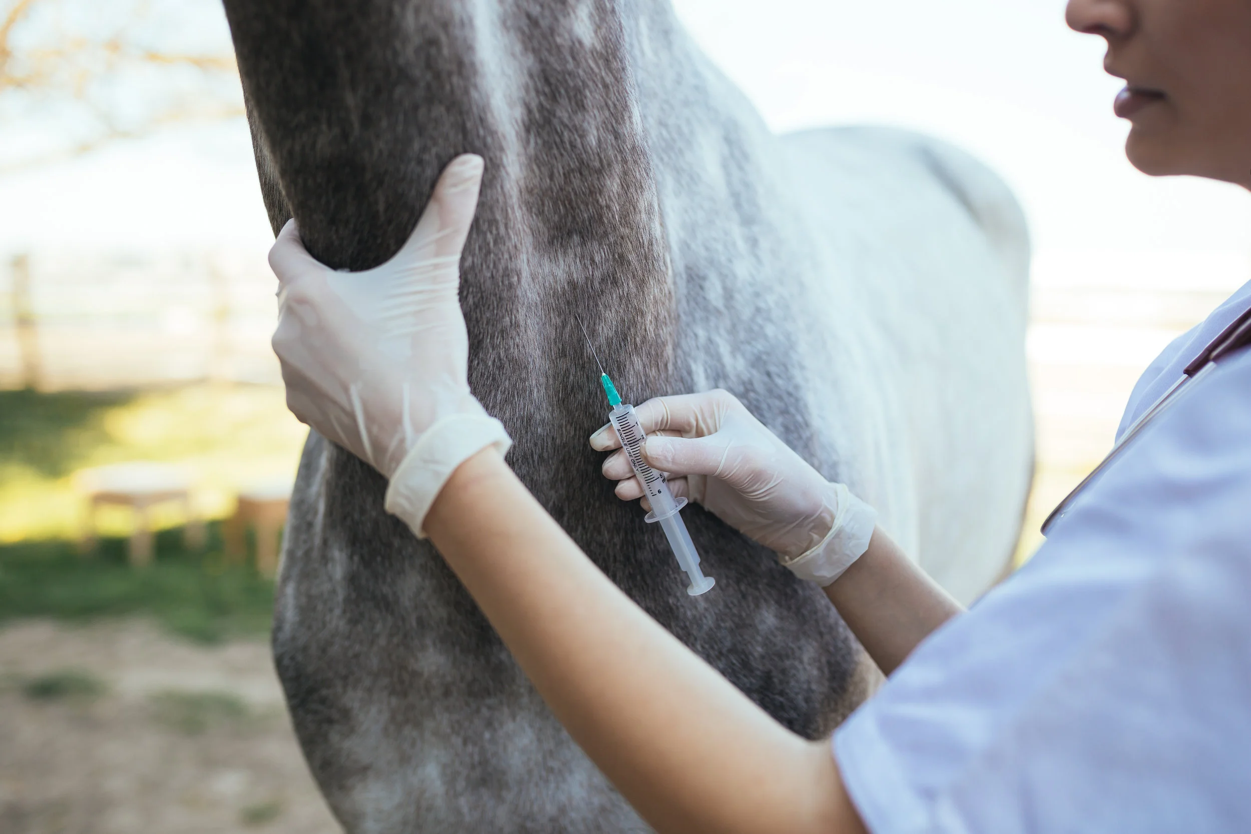 How Equine Influenza viruses mutate Trainer Magazine European