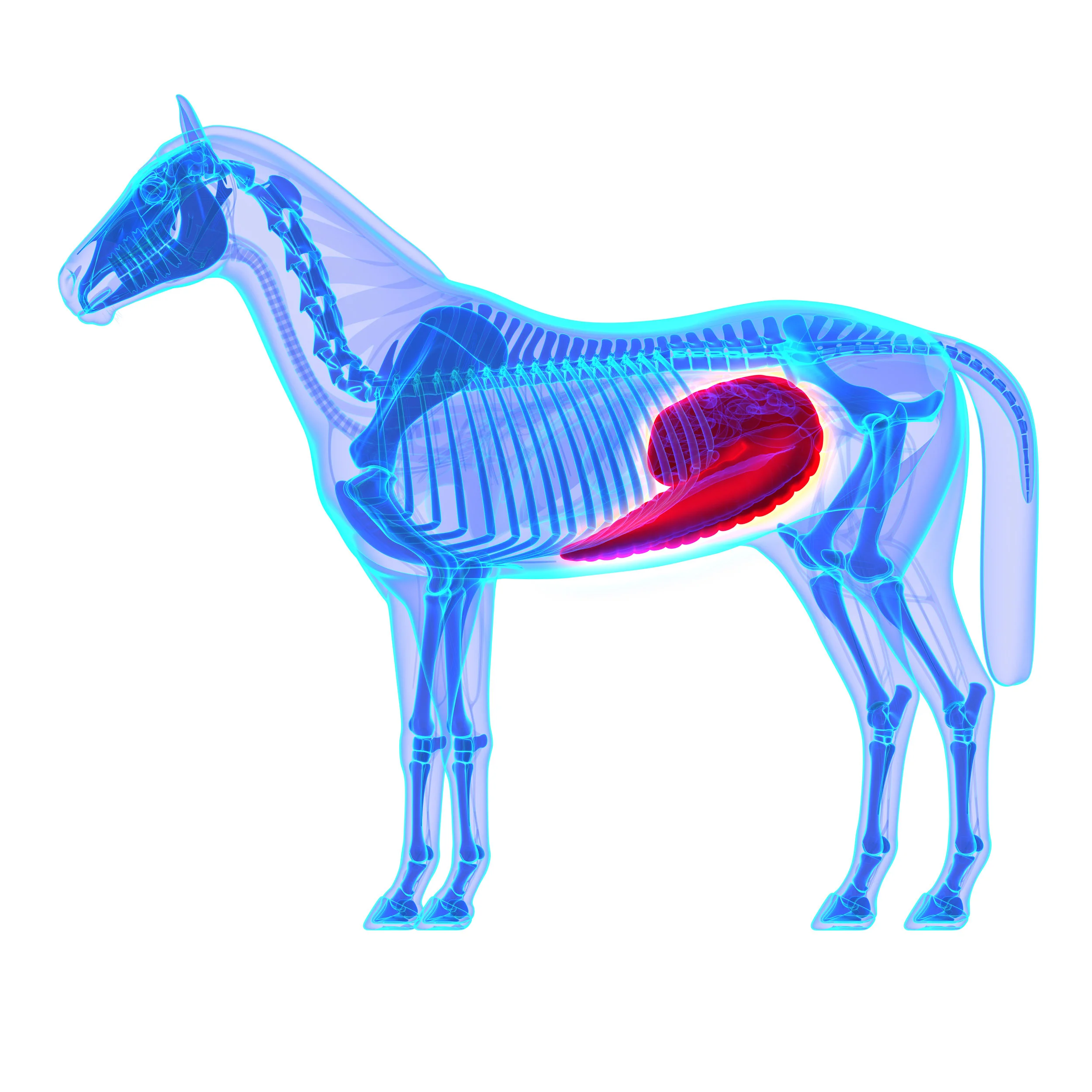 Unravelling ulceration the causes, treatment and prevention for squamous vs. glandular gastric ulceration. Emma Hardy, PhD Gastric ulcers remain a common condition facing competition horses. This poses an ongoing and persistent challenge to trainers who face the negative effects of ulcers in terms of training and performance. To address the issue, the typical trainer spends a small fortune on scores of omeprazole and other ulcer remedies, only to find the problem isn’t resolved or simply comes back. Meanwhile, researchers have been testing the very notion of “what is an ulcer?” The data casts doubt on whether go-to treatment approaches will actually work. A look at what the research now tells us about equine gastric ulcers may provide some new guidance for how best to address this nearly ubiquitous concern. The two faces of gastric ulceration While many people think of gastric ulcers as one specific disease, equine vets and researchers refer to gastric ulcers as a “syndrome” (Equine Gastric Ulcer Syndrome, or EGUS). The medical definition of a syndrome describes a set of symptoms and signs that together represent a disease process. In practical terms, this means that ulcers are really a clinical sign – truly a symptom – of underlying disease conditions. A few years ago, articles began to appear in the scientific press highlighting differences in the healing of ulcers in two distinct regions of the stomach – the upper “squamous” area on the one hand, as compared to the lower “glandular” portion on the other. In recent years, researchers in Australia published a series of articles (Sykes et al, 2014) to “clarify the distinction between diseases in different regions of the stomach” – that is, to describe the differences between ulcers in the squamous area of the stomach from those in the lower glandular area. The articles described significant differences between the two conditions, including prevalence, risk factors and response to treatment. Squamous gastric ulceration The upper region of the stomach is minimally protected from the corrosive effects of stomach acids. As such, squamous gastric ulceration – that is, ulcers in the upper region of the stomach – is believed to result from the increased exposure to acid and other contents of the stomach. Ulcers in the squamous region are also more common, affecting upwards of 70% of thoroughbred racehorses, as demonstrated in multiple studies over the past 20 years. Glandular gastric ulceration By contrast, ulcers in the lower glandular region of the stomach are believed to arise from a different set of conditions. The lower portion of the stomach is composed of numerous cell types including those that secrete gastric acid. Because horses secrete stomach acid continuously, the mucosal lining in this lower portion of the stomach is in direct contact with stomach acid at all times. The lower portion of the stomach is also better protected – the glandular mucosa is lined with a thick layer of mucus that offers natural protection from acid. It is believed that glandular ulceration results from the breakdown of this protective lining. Although no research has conclusively shown exactly how this defence mechanism breaks down in horses, research in humans shows NSAID (non-steroidal anti-inflammatory drugs) use and bacterial agents are contributors. Based on this, equine squamous gastric ulceration (ESGUS) is a specific condition distinct from equine glandular gastric ulceration (EGGUS). Beyond the stomach Until recently, little attention had been afforded to inflammation and ulceration developing beyond the stomach of the horse and, in particular, within the caecum and large colon. Studies have now shown how the hindgut can also be vulnerable to changes in the mucosal lining – that is, ulcers and other types of inflammation – and should be an essential consideration in performance horse management. The equine hindgut is vast. Thus, detecting ulcers or other colonic issues can be challenging. Visualisation of gastric ulceration via 3m endoscopy has become a mainstream diagnostic procedure in many equine veterinary practices. Limitations in physical reach of the endoscope leaves it ineffective for visualising anything beyond the proximal duodenum, and colonoscopy is simply not possible for the horse. It could be suggested that the equine hindgut had been perceived as a bit of a “black box” owing to the lack of reliable diagnostic tools available for detecting issues there. But just because this part of the gut has been difficult to “see”, doesn’t mean that issues don’t exist there. Risk factors for hindgut dysbiosis and inflammation largely reside within the management and feeding practices associated with intensive exercise and management. Non-steroidal anti-inflammatory drugs (NSAIDs) can also be a significant causative agent. Extensive research involving the examination of horse cadavers has indicated that around 50% of those horses with confirmed gastric ulceration will also have some hindgut inflammation or areas of erosion. Thus, it is crucial to think of the health of the entire digestive tract and not only the stomach. What this means for the trainer Most race trainers know first-hand the high cost of ulceration in their horses. There are obvious welfare implications derived from the discomfort and pain horses likely experience when suffering from ulcers and inflammation. Ulcer-induced poor performance will often manifest as negative temperament changes, a poor attitude to work and stress-induced coping behaviours. There exists the potential for these performance-related “red flags” to be misinterpreted as bad behaviour, particularly when clinical signs are vague. Thus, when responding to challenging behaviour it is always prudent to first consider that the horse may be conveying a “can’t” rather than a “won’t”. Knowing where a problem exists streamlines recovery If ulceration is suspected anywhere within the digestive tract, identifying where it is located is important from two aspects. Early and accurate detection is decisive in formulating an effective recovery plan, and identifying the source of the condition limits the possibility of significant long-term effects. Also, it is now appreciated that certain medications demonstrate greater efficacy depending on the diagnosis. Omeprazole has long been the first line treatment for all types of gastric ulceration but is now considered just one of several options. Indeed, a recent consensus statement regarding EGGUS reports that omeprazole alone may not be the most efficacious treatment since the causative factors for glandular injury are not primarily acid-induced. Instead, medications to support the health of the mucosal lining, such as the prostaglandin E analogue, Misoprostol may be more effective. Still, omeprazole (particularly the new injectable form) does remain a useful medication for squamous ulceration and, in conjunction with Misoprostol for EGGUS, to allow acid injury to heal. Treatment duration is also markedly longer for EGGUS when compared to squamous ulceration. A plethora of medications and approaches exist to support equine hindgut health. The success of a particular treatment will likely be dependent on the underlying cause, location and type of inflammation. Different ulcers, different treatments Every race trainer knows that omeprazole represents the “gold standard” treatment for equine ulcers. Omeprazole shuts down production of acid in the stomach, creating an environment where healing can occur. Not surprisingly, omeprazole has been shown to be most effective in treating squamous ulceration (ESGUS), since the corrosive effects of acid have been more clearly implicated as a contributor to ulcers there. Studies have also shown, by contrast, that omeprazole is much less effective as a treatment of glandular gastric ulcers (EGGUS). Along the same lines, omeprazole is entirely ineffective as a treatment approach to colonic ulcers. In both cases, no “silver bullet” exists that can immediately mitigate the issue. Instead, approaches that seek to reduce or remove the causative stressors associated with the conditions may be the best option. Finally, an appropriate strategy for resolution of hindgut disorders may include one or more of the following ingredients; Linseed or Flaxseed oil imparts an anti-inflammatory effect due to its high ratio of Omega 3 fatty acids to proinflammatory Omega 6 fatty acids. Prebiotics derived from the walls of yeast cells such as mannan oligosaccharide (MOS) or fructo-oligosaccharides (FOS), a good bacteria food source help to support the proliferation of beneficial microflora. MOS also tricks pathogenic bacteria into binding to it, rather than binding to the wall of the intestine and colonising. Yea-Sacc, a live yeast culture ( Saccharomyces cerevisiae ) may help to populate a healthy microflora population, although proven benefits remain questionable. Key amino acids, such as Glutamine, Threonine and Arginine are important for the correct function, and structure of numerous cells within the gut. They also help optimise blood supply, cellular turnover and tissue repair. Psyllium is both high fibre and coats the intestinal lining. Sucralfate, a mucosal protectant, has been prescribed to treat right dorsal colitis successfully. Its mode of action is to coat areas of damage to enable healing. Beware long-term use of acid-suppressing medications The problems associated with excess acid are well established. However it is important to remember the important role acid plays within the normal digestive process. For example, gastric acidity helps to maintain the correct pH in the gut, to enable some digestive enzymes to function optimally. Whilst the use of acid-suppressing medications has become commonplace and inarguably effective in the short term, prolonged or repetitive administration may create aberrations further along the digestive tract, including intestinal dysbiosis and damage to the mucosal integrity. Should acid-suppressing therapy be unavoidable, it is critical to include hindgut nutritional support at the same time, to avoid the development of downstream issues, and long-term preventative measures should be implicated as soon as possible. Prevention is always better than cure Thus, we really have three types of ulcer syndromes, all potentially with different causes, reflecting different disease processes, and responding variably to different short-term treatments. Unfortunately, these problems will fail to dissipate in the long term so long as we merely continue the cycle of addressing issues with a treatment-oriented approach. Placing more emphasis on improving management and feeding practices will promote prevention and avoidance of these complaints altogether. In an ideal world, we would radically change how we manage, feed and care for the animal to get closer to the way the horse’s digestive system naturally functions. This would incorporate the provision of continuous forage, unrestricted turnout, a “little-and-often” feeding regime, reducing the causes of stress and increasing socialisation. Grain and processed feeds in the horse’s diet would be kept to a minimum to ensure that simple carbohydrates are correctly digested in the foregut and do not reach the hindgut. Whilst many yards do strive to achieve these goals, the extent to which they can achieve this may be limited. This ideal model of feeding and management is rarely conducive to meeting the physical and nutritional demands of the hard-working horse, and it’s difficult to practically implement on some yards. So, another approach would be to elevate our management of digestive tract health, in order to help offset the gastrointestinal risks that challenge our competition horses. Supplementing the diet with targeted nutrients to help normalise digestion, repair and replenish the structure of the tract, and enhance its natural defences against injury and disease is the ideal adjunct to improving feeding and management practices.