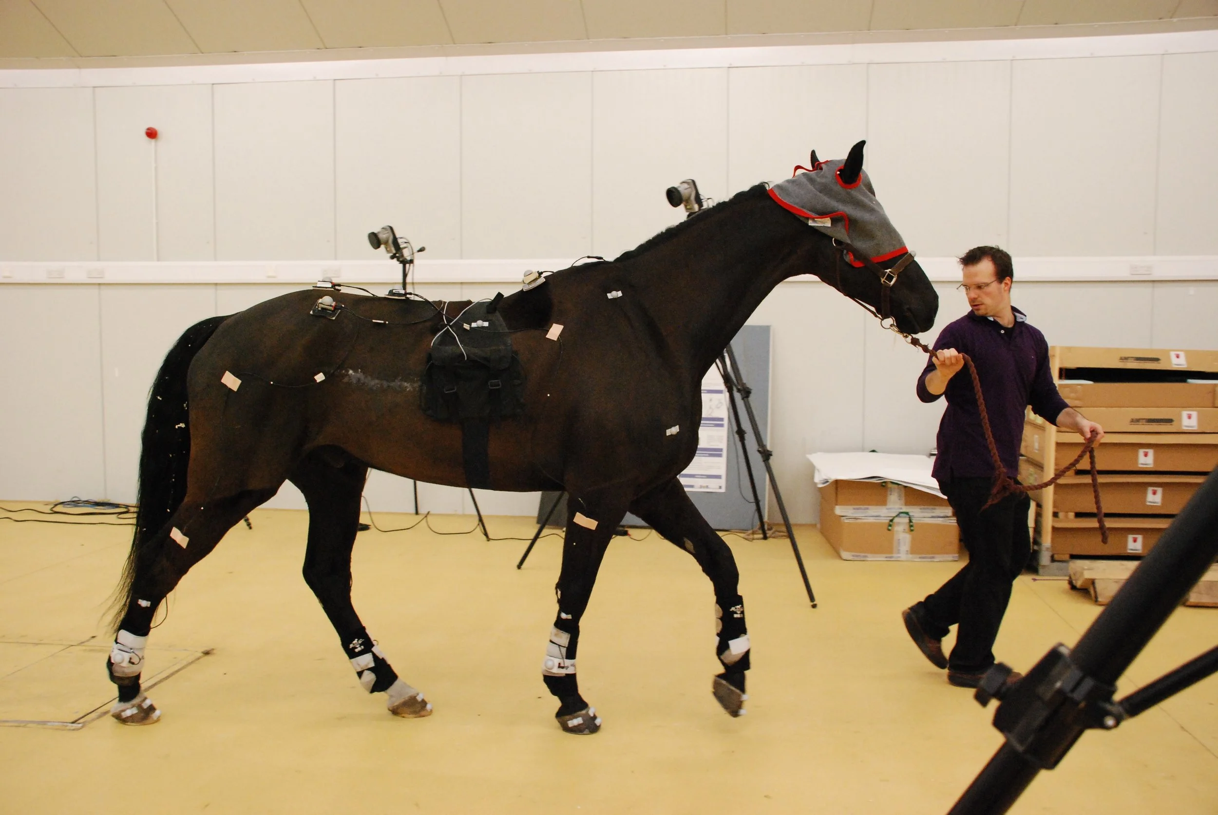 Blindfolding the horse, exacerbates the ataxia and improves the accuracy of objective ataxia assessment.