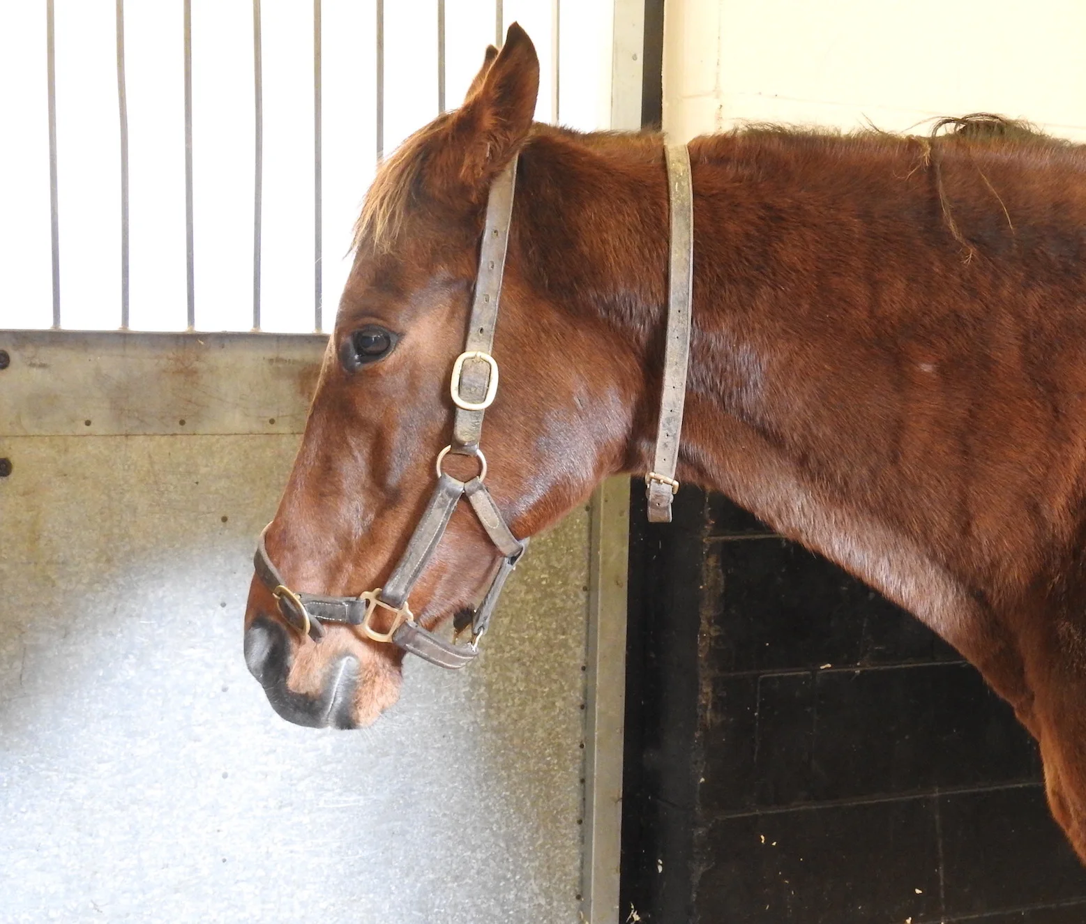 Fig 2. This horse shows signs of discomfort. She carries her head low, her ears are back a little, and the muscles of the face are clenched, affecting the shape of the nostrils and eye.