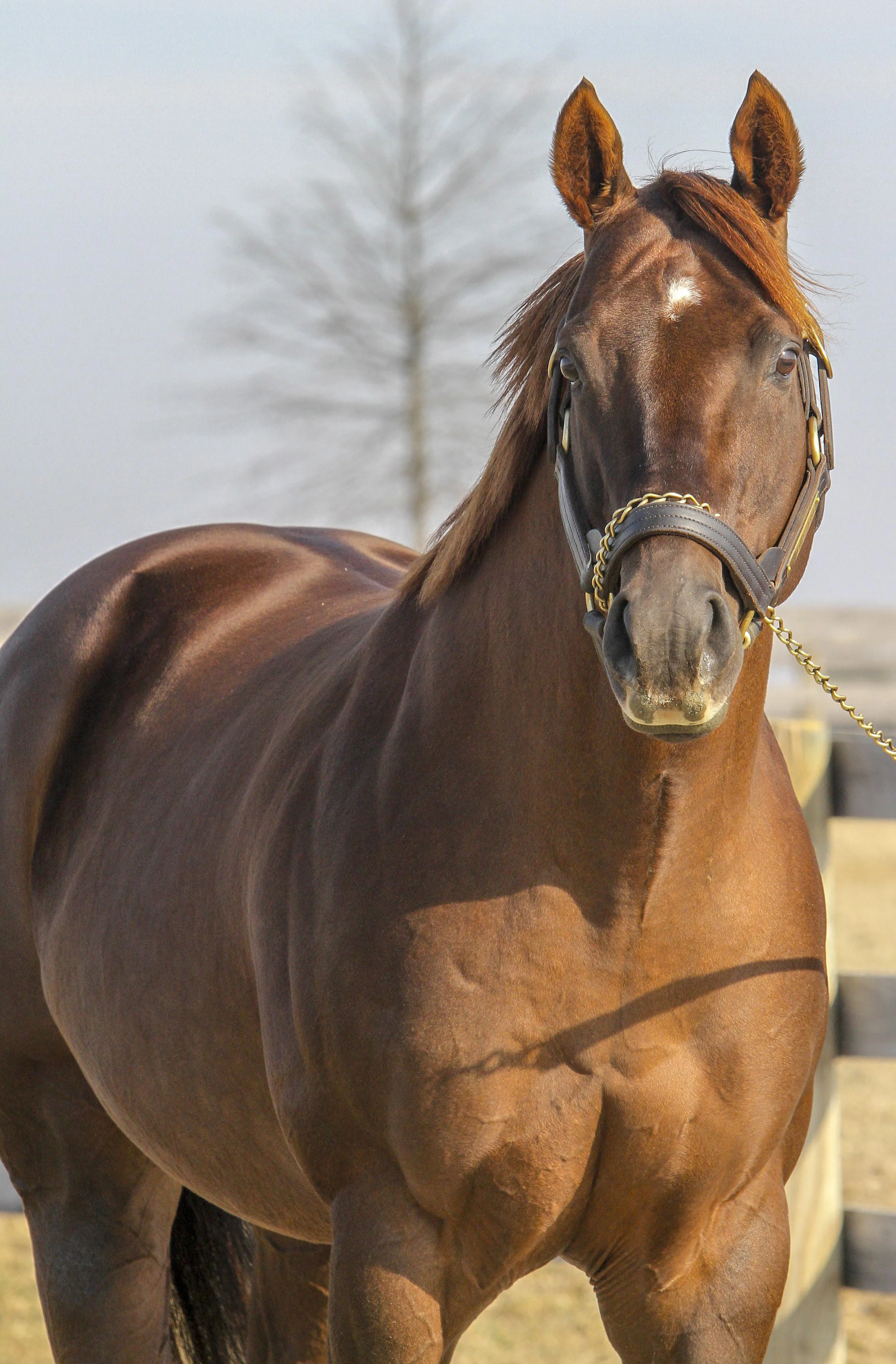 Smarty Jones at Northview.jpg