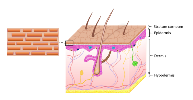 Figure 1 – Anatomy of the skin with expanded illustration showing the cells of the stratum corneum (‘bricks’) embedded in lipid matrix (‘mortar’).