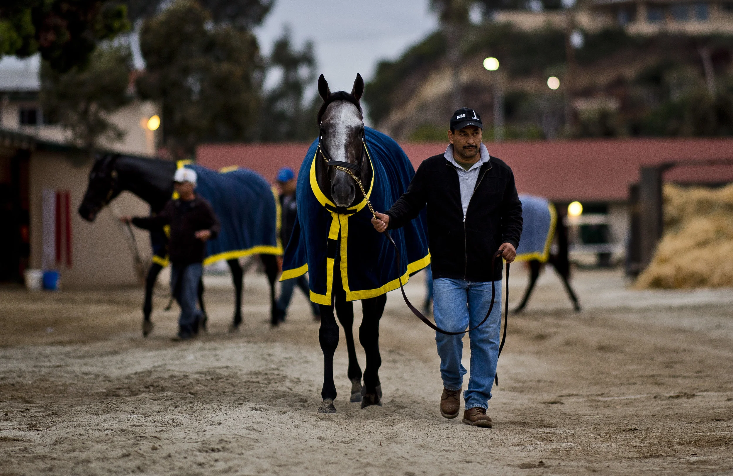 Should all racehorses have a mandatory layoff?
