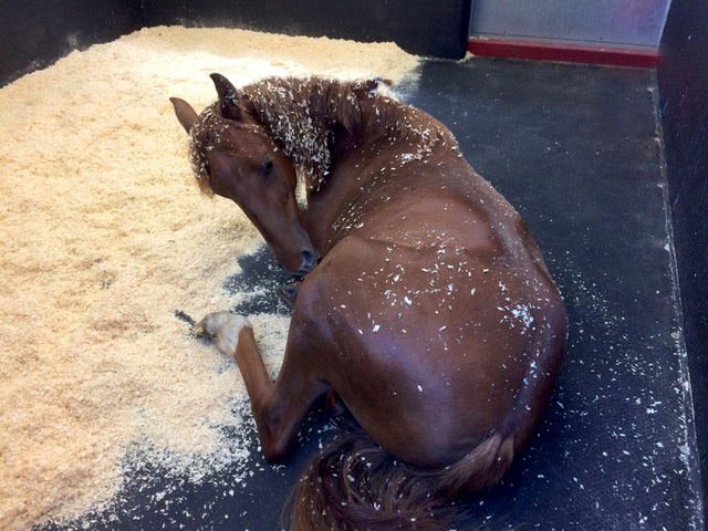 This horse is clearly showing signs of abdominal pain—colic. It is lying down, has been rolling and is looking at its flank.