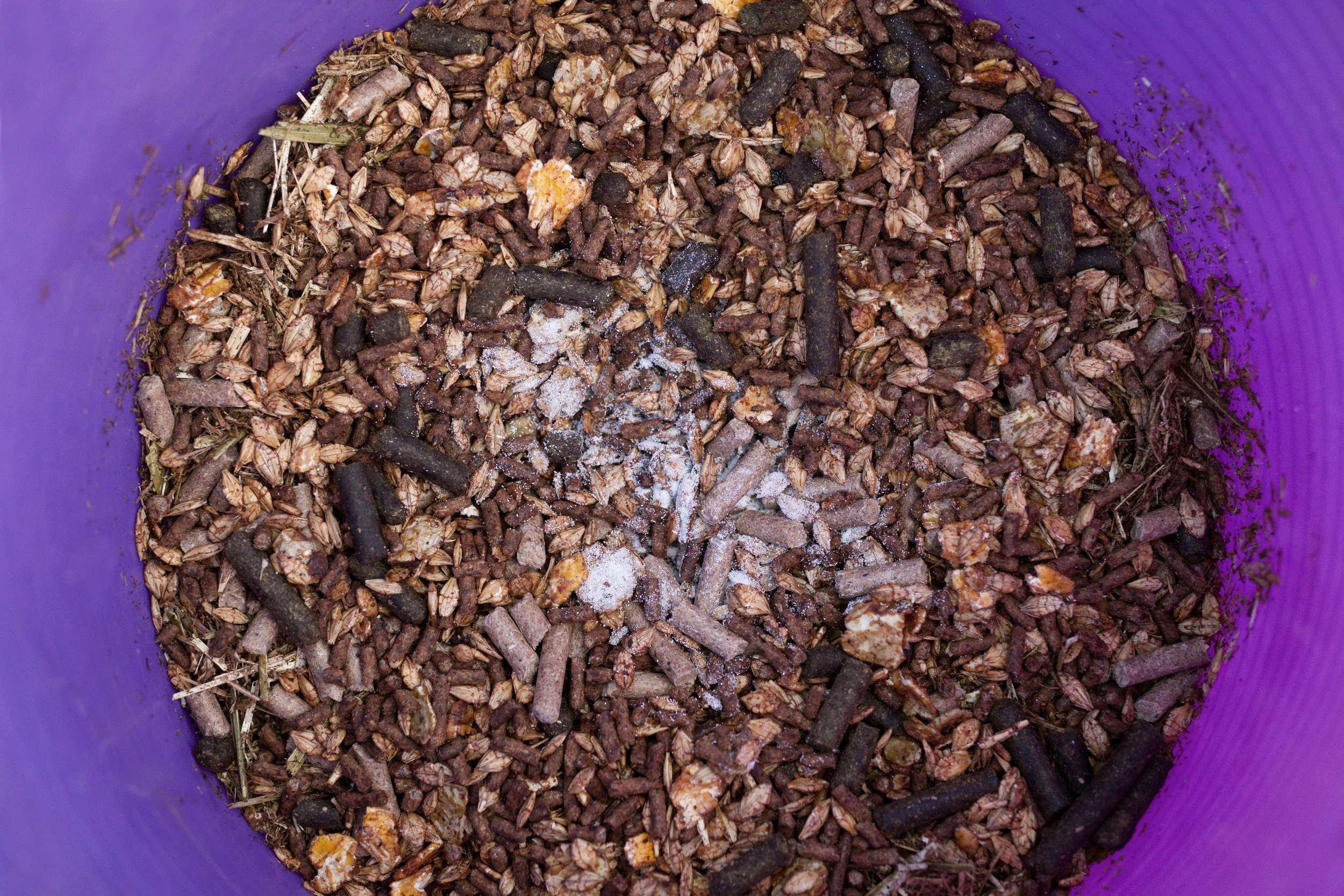 Feed with phenylbutazone