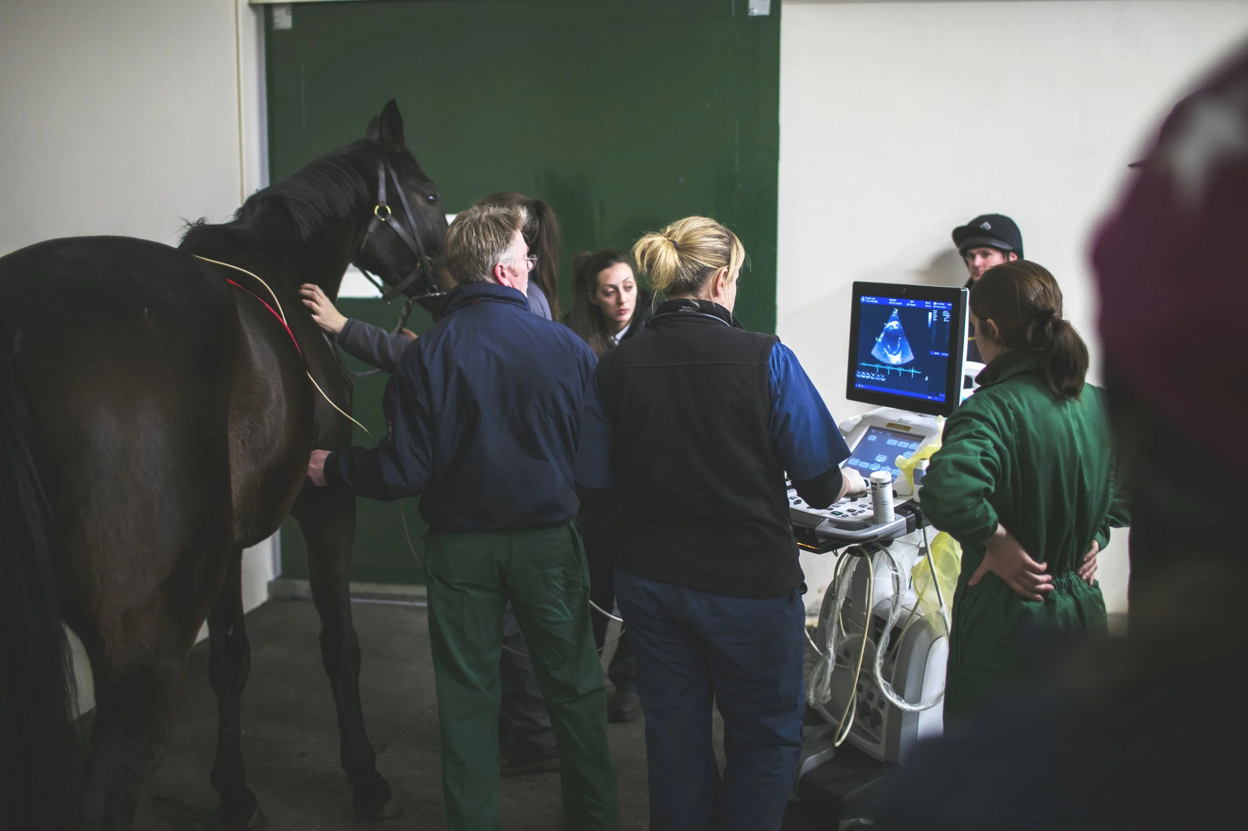 Advances in imaging of the equine athletic heart By Francesca Worsman BVM&S MRCVS Horserace Betting and Levy Board Senior Clinical Training Scholar in Equine Internal Medicine, Royal (Dick) School of Veterinary Studies, University of Edinburgh Horses, through selective breeding for athletic excellence, have well-developed hearts that rarely cause problems compared to those encountered by humans. On occasions however, things go wrong. Due to their well-developed physiology, horses are at risk of a fibrillating heart (atrial fibrillation), while circumstantial evidence suggests that more severe heart rhythm abnormalities, somewhat akin to those experienced by human athletes, may cause sudden death. Ultrasound examination of the heart, known as echocardiography is a readily available tool for examining the heart and significant advances in ultrasound technology are likely to provide exciting information about the detailed function of the equine heart. A huge benefit of ultrasound is that it is non-invasive and can be carried out on a standing unsedated horse, so normal heart function is maintained during the examination. The equine heart, like all mammalian hearts, has four chambers. The right atrium, which receives oxygen-depleted blood from the organs, passes it into the right ventricle which then pumps it to the lungs. Blood picks up oxygen in the lungs and then returns it to the left atrium, which then passes it onto the left ventricle for pumping to the organs of the body, including the muscles. Oxygen is thus delivered to the tissues and then the cycle repeats, more than 50,000 times per day! The left and right atria work in unison during heart filling (diastole), and the left and right ventricles work in unison during evacuation of blood from the heart (systole). Murmurs, often detected by veterinary surgeons when listening to hearts, are either caused by normal forward blood flow through the heart or by backflow leakage across the valves within the heart (regurgitation). Many of these murmurs are not a cause for concern, although some regurgitant murmurs are more severe and can cause problems with heart function. Similarly most heart rhythm abnormalities are innocuous and do not affect performance while others are more serious. In some horses, due to suspicion by a veterinary surgeon of a more significant problem, extensive evaluation of the heart is required; echocardiography is one of the key tools for diagnostic evaluation of the heart to assess the impact of any problems on athletic performance. Image taken from the right side of the horse. Biplane views are on the left (4 chamber standard long axis view at top, short axis view at the bottom of the picture) and 3DE image on the right of the picture. In real-time the image can be manipulated as the heart is beating to visualise the cardiac structures from different angles. RV = right ventricle, TV = tricuspid valve, RA = right atrium, LV = left ventricle, MV = mitral valve, LA = left atrium. Real-time three-dimensional echocardiography (3DE) is an exciting new tool that has recently become available in equine medicine and may shed light on important heart problems in horses, including those that cause poor performance. Compared to standard two dimensional echocardiography (2DE), which evaluates a single scan plane, 3DE involves the simultaneous collection of multiple scan planes from the heart to create a pyramid of scan data. 3DE is preferable to 2DE because in theory it does not rely on geometric assumptions on chamber shape to calculate chamber volumes. Also assessment of heart architecture and function (including that of valves) is likely to be more accurate as the technique provides unlimited viewing planes. Finally, for assessment of regurgitant flow, this technique should also be better because the image can be manipulated to better assess the leaky flow from those valves. In humans, for certain heart volume and muscle mass measurements, 3DE is more comparable than 2DE to cardiac magnetic resonance imaging (MRI), which is the acknowledged gold standard. Unfortunately, owing to the significantly larger size of horses, there is currently no equipment available for equine cardiac MRI. Therefore, 3DE could provide the next best option for more detailed equine cardiac evaluation. Mitral valve regurgitation for example is commonly encountered in the equine athlete and, while often of no consequence, in more severe cases, it may lead to poor performance. Pathological consequences are due to backflow leakage causing secondary left atrial volume overload, and this will lead to an increased likelihood of atrial fibrillation. Potential advantages of 3DE in this context are more accurate assessment of the degree of volume overload, the regurgitant orifice (i.e., size of the hole!), and the valve structure and motion. Mitral valve regurgitation can be easily confirmed by 2DE, however it can be more difficult to ascertain the cause and severity. With 3DE, the software allows manipulation and therefore anatomic evaluation of the valves from many angles including ‘face-on‘ views. This results in more detailed evaluation of subtle abnormal valve motion and confirmation of suspected findings, which can’t be reliably detected by 2DE - eg. mitral valve thickening, mitral valve prolapse or ruptured chordae tendineae as the cause of the mitral valve disease. Geometric assumptions on volume are avoided as much more structural data is obtained. A few specialist centres worldwide currently offer 3DE imaging for horses including the Equine Hospital at the Royal (Dick) School of Veterinary Studies, University of Edinburgh. In equine medicine we are still at an early stage of using 3DE as it is not validated in horses, therefore it is mostly used in research at the moment as opposed to routine diagnosis. As part of my research at Edinburgh, sponsored by the Horserace Betting and Levy Board, I have been assessing the left atrial volume using 3DE from thoroughbreds in training. One of my aims was to determine the variability of equine left atrial volume measurement using a special 3DE software analysis package to see how much variation there was between successive 3DE measurements by the same person. Forty-four National Hunt thoroughbreds in training were scanned to obtain the 3DE views of this chamber. We then graded them to exclude images of reduced image quality so that we were only assessing good quality images of the left atrium. In total 24 horses were included—aged 4-9 yrs, weighing 411-534kg. I analysed the images retrospectively, after the horses were scanned. I didn’t include any horses with grade >3/6 heart murmurs. This was because we first need to validate 3DE with normal, healthy hearts. Random generated order measurements were obtained by a single person on four occasions. Real-time three-dimensional end-systolic (ESV) and end-diastolic (EDV) left atrial volumes were measured using 3DE software, and the results were then statistically analysed. The preliminary results gave an average EDV of 593ml (range 349ml-1.029L), while ESV was 381ml (range 200-695ml). Lower observer variation for ESV measurements was observed (16%) compared to EDV (23%). There was good agreement between measurements. (image 2) Re-orientated 3DE image of the mitral valve (MV) during systole. LA = left atrium, LV = left ventricle. So far the research has shown that 3DE, and the software for analysing it, is a quick, effective and practical tool for obtaining equine left atrial volume. This may provide a really useful means of better assessing the consequence of problems with the mitral valve in horses. Results may improve further with refined measurement guidelines. Further research being carried out includes comparing 3DE left atrial volume measurements to 2DE measurements and comparing 3DE left volume measurements in healthy hearts to those with mitral valve regurgitation. In the future there will likely be validated 3DE measurements for all structures of the equine heart. We have an equine cardiology group here at Edinburgh with PhD students who are also pursuing research into the use and benefits of 3DE for assessing the heart in racehorses as well as using other exciting ultrasound technologies to assess heart muscle function. They are concentrating on better assessment of the ventricles in the equine athlete and looking at training-induced changes in these chambers, with racehorses in training as a specific focus. There is no doubt that in the near future, after more validation, 3DE will likely be the preferred option for evaluation of cardiac abnormalities in the racehorse for the diagnosis of disease, for monitoring performance and to provide a more accurate prognosis. Novel imaging techniques such as 3DE will provide important insight into the physiology of the horses heart thereby helping us better understand cardiac causes of poor performance as well as those very rare, but high-impact, cases of sudden death. Acknowledgements: The author would like to acknowledge manufacturer GE Healthcare for the equipment and software and thank Lucinda Russell for the use of her horses.
