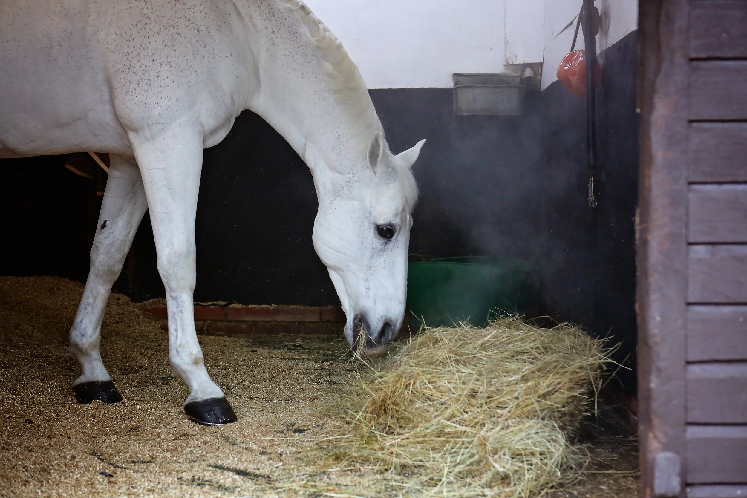 “Soaking hay and the use of haylage also came out as detrimental. On the other hand, steaming hay at high temperatures was the only means to effectively reduce risks of IAD.”