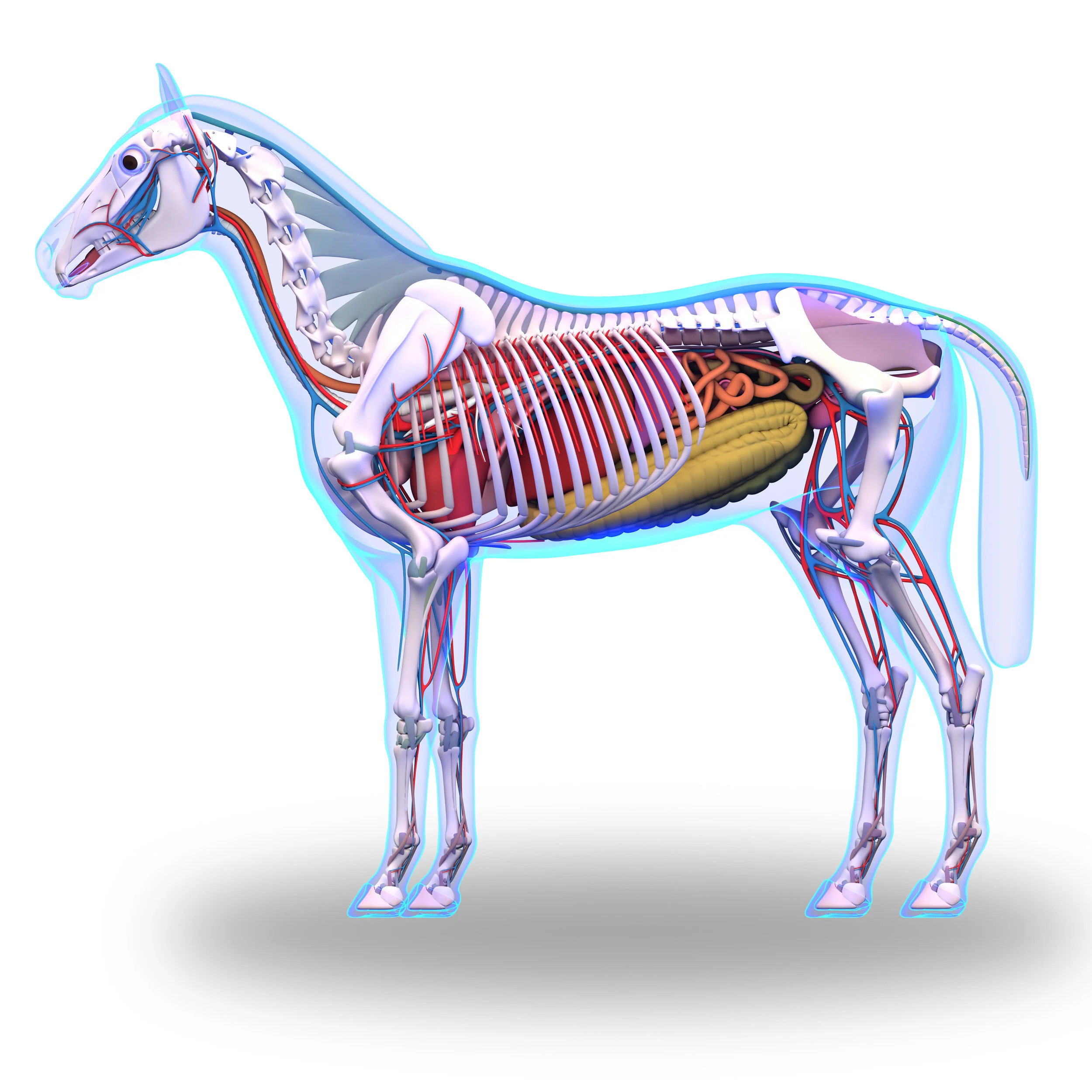 When performance horses behave or react in ways that are less than desirable, we as trainers and handlers try to figure out what they are telling us. Is there a physical problem causing discomfort, or is it anxiety based on a previous negative experience? Or, is the bad behavior resulting from a poor training foundation leading the horse to take unfamiliar or uncomfortable situations into their own hands, which usually triggers the fright and flight reflex instead of relying on the handler for direction and stability? Often when the most common conditions that cause physical discomfort are ruled out, it may be tempting to assume that the bad behavior is just in the horse’s head or that the horse is just an ill-tempered individual. In my experience, most unexplainable behavior expressed by performance horses is rooted in the horse’s “other brain,” otherwise known as the digestive system. In this article I will explain what causes poor digestive health, the link between digestive health and brain function, and what steps can be taken to prevent and/or reverse poor digestive health. Digestive health While most trainers are familiar with gastric ulcers, their symptoms and common protocols utilized to heal and prevent them, there still remains a degree of confusion regarding other forms of digestive dysfunction that can have a significant effect on the horse’s performance and behavior. In many cases recurrent gastric ulcers are simply a symptom of more complex issues related to digestive health. Trainers, veterinarians and nutritionists need to understand that no part of the horse’s digestive tract is a stand-alone component. From the mouth to the rectum, all parts of the digestive system are in constant communication with each other to coordinate motility, immune function, secretion of digestive juices and the production of hormones and chemical messengers. If this intricate system of communication is interrupted, the overall function of the digestive system becomes uncoupled, leading to dysfunction in one or more areas of the digestive tract. For example, a primary cause of recurrent gastric ulcers that return quickly after successful treatment with a standard medication protocol is often inflammation of the small and/or large intestine. Until the intestinal inflammation is successfully controlled, the gastric ulcers will remain persistent due to the uncoupling of communication between the stomach and lower part of the digestive tract. How do we define digestive health? Obviously, digestive health is a complex topic with many moving parts (figuratively and literally). The main parts of a healthy digestive system include, but are not limited to 1) the microbiome, 2) hormone and messenger production and activity, 3) health of epithelial tissues throughout the digestive system, 4) normal immune function of intestinal tissue and 5) proper function of the mucosa (smooth muscle of the digestive tract) to facilitate normal motility throughout the entire length of the digestive tract. Microbiome is key A healthy and diverse microbiome is at the center of digestive health. We now recognize that reduced diversity of the microbiome can lead to digestive dysfunction such as colic and colitis, development of metabolic disorders such as insulin resistance, reduced performance and increased susceptibility to disease. Research efforts leading to greater understanding of the microbiome have recently been aided by the development of more sophisticated techniques used to identify and measure the composition of the microbiome in horses, laboratory animals, pets, livestock and people. While these research efforts have illustrated how little we really understand the microbiome, there have been significant discoveries stemming from these efforts already. For example, a specific bacteria (probiotic) is now being used clinically in people to reverse depression resulting from irritable bowel syndrome (IBS). Bifidobacterium longum NCC3001 reduces depression in IBS patients by directly affecting the activity of the vagus nerve which facilitates communication between the brain and the digestive tract. It should be noted that Bifidobacterium longum NCC3001 has been demonstrated to be more effective at reducing depression in IBS patients than antidepressant drugs commonly used in these same cases. While we do not commonly recognize clinical depression as a physiological condition in horses, the same mechanisms that affect the function of the vagus nerve and brain chemistry in IBS patients can affect a horse’s behavior and reactivity due to intestinal dysfunction, resulting in a horse that bites, kicks, pins its ears or otherwise demonstrates hyper-reactivity for no apparent reason, especially if this behavior is a recent development. One case in particular I dealt with years ago that had underlying suggestions of depression in a horse, and underscores the importance of a diverse and healthy microbiome for performance horses, was a horse that had been recently started in training and was working with compliance on the track. The problem was this horse seemed to be unable to find the “speed gear.” The trainer had consulted with various veterinarians, physical therapists, chiropractors and others in an attempt to pinpoint the cause for this horse’s apparent inability to move out; and it was everyone’s opinion that this particular horse had the ability but he simply wasn’t displaying the desire. In other words, he was “just dull.” After reviewing this horse’s case and diet, I had to concur with everyone else that there was no obvious explanation for the lack of vigor this horse displayed on the track even though his body condition, muscle development and hair coat were all excellent. Despite any outward signs of a microbiome problem other than the horse’s “dullness,” I recommended a protocol that included high doses of probiotics daily, and within 10 days we had a different horse. The horse was no longer dull under saddle and when asked to move out and find the next gear, he would readily comply; by making an adjustment to the microbiome, this horse’s career was saved. There is always a change to the microbiome whenever there is a dysfunction of the digestive system, and there is always digestive dysfunction whenever there is a significant change to the microbiome. Which one occurs first or which one facilitates a change in the other may be dependent upon the nature of the dysfunction, but these two events will almost always occur together. Therefore, efforts to maintain a viable and diverse microbiome will reduce the chances of digestive dysfunction and increase the speed of recovery when digestive dysfunction occurs. Leaky gut Even though the physiological basis of leaky gut has been understood for some time, leaky gut has not been a condition recognized to affect behavior, performance or health in horses until recently. Today, leaky gut is quickly becoming a recognized dysfunction of the digestive system that has a multitude of negative effects on the overall well-being of horses including allergies, insulin resistance, uncharacteristic behavior, picky appetite and reduced performance. As illustrated in Figure 1 leaky gut refers to a breakdown of the structures, referred to as tight junctions that hold adjacent intestinal cells together. When the small and large intestine are healthy, the tight junctions between individual intestinal cells remain closed, forming a barrier between the inside of the intestinal lumen and the inside of the horse’s body. This barrier normally serves a very important function by preventing complex molecules such as undigested proteins and carbohydrates as well as pathogenic and non-pathogenic bacteria from “leaking” through the intestine and entering the horse’s blood stream. Also note in Figure 1 that as you move your focus from left to right in the diagram, not only do the tight junctions become open but the intestinal cells become more and more inflamed, eventually leading to total breakdown of the intestinal cells themselves. At this point you not only have leaky gut, but now the condition has progressed from a leak to a flood so to speak. This illustrates that the severity of leaky gut can vary from mild to severe with increasing severity also being associated with increasing intestinal inflammation. Figure 1. Basic Physiology of Leaky Gut Image Courtesy of Kemin Industries. As the severity of leaky gut increases, the communication between the different components of the digestive system is disrupted, and the coordination between the different sections of the digestive tract becomes uncoupled. The production of hormones such as serotonin and dopamine is altered, which has a direct effect on digestive function and brain function concurrently. This is one of the most obvious reasons why intestinal inflammation causes a horse’s behavior and temperament to change. Inflammation of intestinal cells initiates a self-propagating process that stimulates additional inflammation of the intestine and initiates systemic inflammatory processes throughout the entire body. The self-propagating nature of intestinal inflammation is the reason why horses don’t just simply recover from it without assistance. In fact, I have worked with individual horses that have suffered from leaky gut for years based on their case history. The longer leaky gut has existed, the longer it will take to reverse in most cases. In addition to leaky gut causing changes in behavior and performance, leaky gut can also alter immune function and metabolic status. There is growing evidence that the initial cause of insulin resistance in many horses is in fact leaky gut. Intestinal inflammation causes a marked change in glucose homeostasis, which in turn reduces insulin sensitivity. Unfortunately, it appears that once insulin resistance is established, it is near impossible to reverse completely even if the leaky gut condition that caused it in the first place is successfully reversed. Leaky gut is also a common trigger for allergies in horses. It is well known that the majority of the horse’s immune system is located in the intestine. When the intestine “leaks,” undigested proteins, bacteria and other immune-stimulating agents gain access to the bloodstream, thus putting the immune system on high alert. Many horses respond to this situation by presenting with multiple allergies, many of which are reactive enough to warrant immunotherapy (allergy shots). I often hear in these situations that “my horse is allergic to everything” and in many instances this would seem to be the case. Fortunately, by reversing leaky gut and removing these immune-stimulating agents from the horse’s body, many of these allergies simply disappear. Keep in mind that horses can in fact be truly allergic to certain feeds and environmental agents, and these allergies have nothing to do with digestive health. It is best to consult with an experienced veterinarian and nutritionist to distinguish between true allergies and those caused by an overactive immune system triggered by leaky gut. As illustrated in Figure 2, leaky gut can be caused by many different “triggers.” In performance horses, the most common triggers for leaky gut are: 1) stress (physical and emotional), 2) intense exercise, 3) heat stress and 4) various medications. Of these, stress is the strongest trigger for leaky gut due to the fact that stress of any kind increases circulating levels of cortisol. Cortisol breaks down the tight junctions of the intestine, which in turn results in leaky gut. Figure 2. Possible Factors Causing Leaky Gut in Horses Preventing and reversing leaky gut Almost all performance horses will present with digestive dysfunction or leaky gut at some point in time in their career. The reason is simple: stress is the strongest trigger for leaky gut, and all performance horses experience stress to one degree or another. Unfortunately, there is no exclusive marker for leaky gut at the present time. Researchers are getting close to developing a reliable diagnostic test for leaky gut as this article is written, but in the meantime it is best to detect digestive dysfunction and leaky gut by evaluating changes and observing symptoms presented by the horse. A partial list of symptoms to look for includes: a) not performing to the previous level or level that is expected, b) change in personality (e.g., grouchy or “leave me alone” behavior, c) resistance to leg aids especially on right side (right dorsal colon is often inflamed), d) backing ears or biting when being saddled especially when the cinch is tightened, e) dull, f) prefers to eat hay rather than grain, g) manure has a funny odor or consistency, h) low fecal pH (herd specific), i) constantly shifting weight from one hind leg to the other in the stall, j) tight and “sunk in” in flank area, k) tight in back and hamstrings, l) eating a lot of grain but not gaining weight, m) dull coat and/or skin disorders, n) poor hoof quality, o) multiple allergies, p) improves while on omeprazole but quickly reverts when taken off, q) recurrent or chronic diarrhea and r) irreconcilable behavior. (Note: No two horses will present with all of these symptoms or the same symptoms, but this list provides a guide as to the most common symptoms to evaluate. Since stress is the strongest trigger for intestinal inflammation and leaky gut, steps should be taken to remove as much stress as possible. For example, paying attention to biosecurity measures, transporting at times and with methods that reduce stress, adjusting training schedules to avoid heat stress and overexertion are things that can be done to reduce stress. Keeping forage (hay and/or pasture) in front of horses 24/7 is critical. Controlling the amount of grain-based feed fed per day can help in many cases. As a guideline, if you are having to feed more than 7 kgs or 15 lbs of grain per day to maintain a horse’s condition and energy level, you should suspect digestive dysfunction as one of the reasons so much feed is required. If you suspect your horse is presenting with leaky gut, how can you help reverse it? Begin by continuing to provide good quality forage 24/7 and make sure your forage is “good quality”; and utilize a high-fiber, high-fat, low-soluble carbohydrate feed in place of a grain-based feed. Second, utilize nutritional tools that are now available to stimulate closure of the tight junctions. These include nutraceuticals such as butyric acid, glutamine, bioactive peptides (plasma or colostrum), specific probiotics such as Bacillus subtillus PB6 and carnitine. There are products available currently that provide one or more of these nutraceuticals in the proper dosage. Third, support a diverse and healthy microbiome with the use of probiotics and prebiotics. When selecting probiotics, numbers matter! It is preferred that any probiotic strain be dosed at a minimum of 1 billion CFU’s (colony forming units) per day. Be sure to understand that this is per strain and not cumulative for a mixture of different probiotic strains. I would rather dose with 10 billion CFU’s of a single probiotic strain than 5 billion CFU’s of a product containing a mixture of seven different strains. Additionally, for optimal effectiveness of any probiotic, it is imperative that it be dosed in combination with prebiotics such as yeast cultures, mannan-oligosaccharides, fructanoligosaccharides, or inulin, for example. Prebiotics and probiotics work synergistically to alter the diversity and overall activity of the microbiome in a manner that provides far superior results compared to either one by itself. Fourth, provide anti-inflammatory activity to the intestine with omega-3 fatty acids. Flaxseed, chia seed, hemp oil, and fish oil all contribute to reduced inflammation in the intestine. The omega-3 fatty acid EPA from fish oil is especially effective as an anti-inflammatory agent for the intestine. DISCLAIMER: In cases of severe leaky gut and severe intestinal inflammatio,n omega-3’s may exacerbate the inflammation rather than reduce it. This will be noted within just 2–3 days by the horse presenting with notable diarrhea. Additionally, omega-3’s and coconut products are contraindicated for horses presenting with severe or chronic diarrhea, as this is usually a reliable symptom of severe leaky gut which is often made worse by these dietary components. Fifth, include nutraceuticals to improve production of intestinal hormones and provide additional protection for intestinal cells. Possible choices include licorice, slippery elm, aloe, arginine, citrulline, theanine, tryptophan, or alpha lipoic acid. Consult with a reputable supplement company for suggestions on which products and dosage are appropriate for your horse.