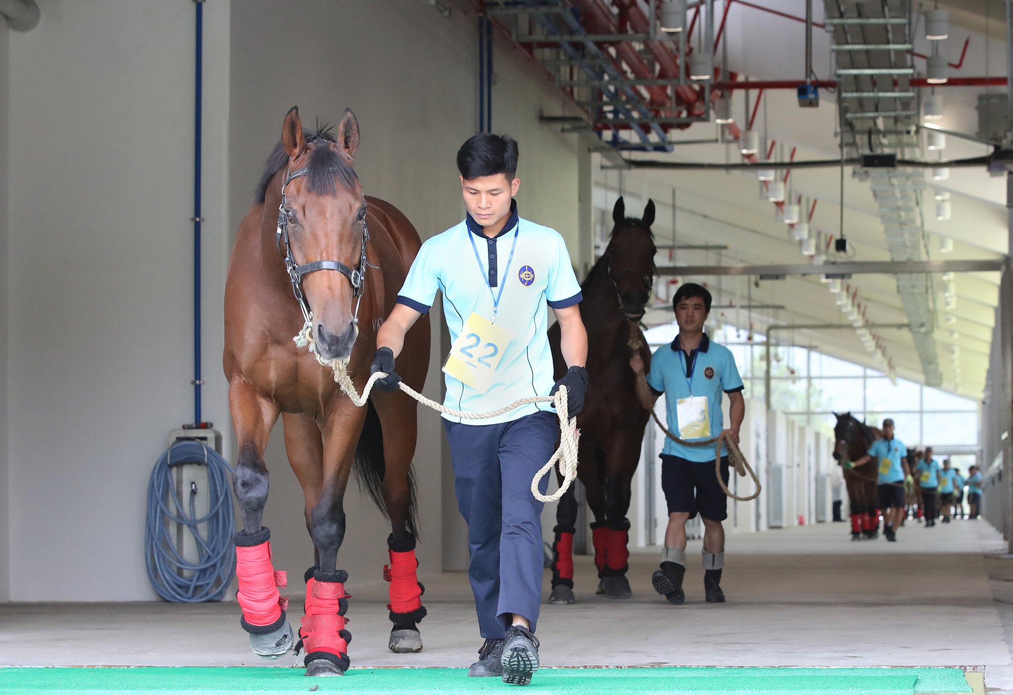 Horses being led back to stables after security checks.