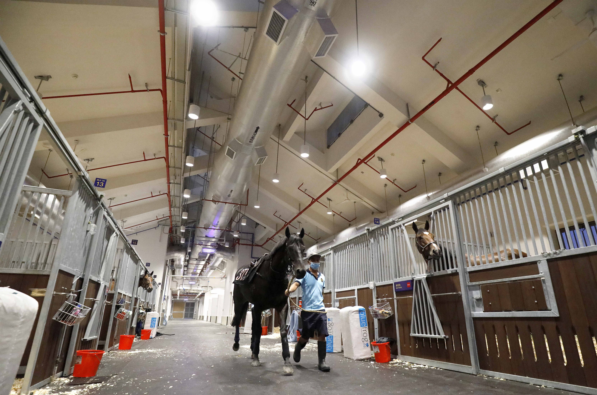 Horses enjoy the spacious and comfortable living environment at CRC.