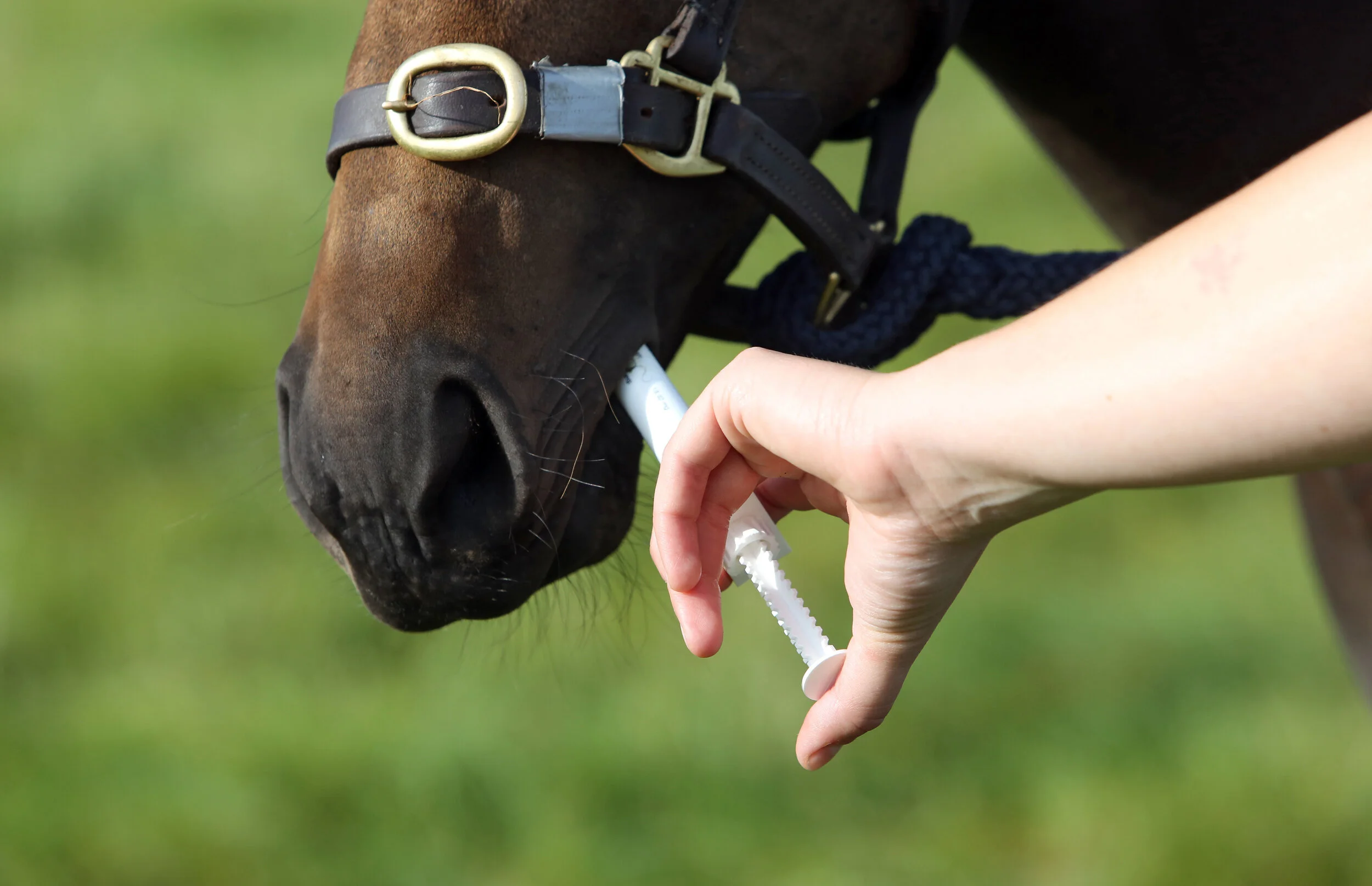 Equine Worming Guide Deworming Advice