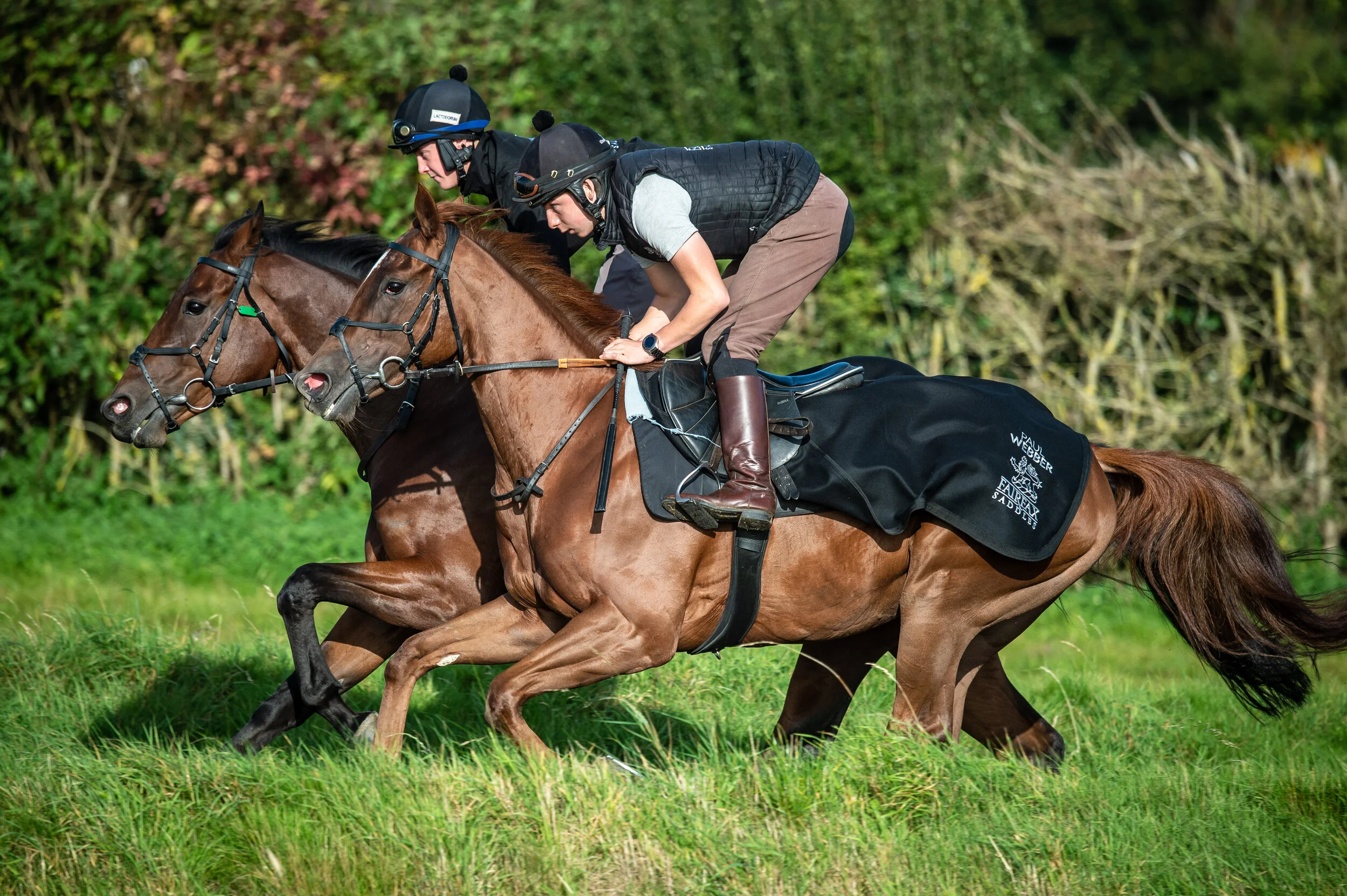 Saddle Half Pads The Effect On Race Saddle Pressures And Gallop Kinematics Trainer Magazine European Trainer Article Index Saddle Half Pads The Effect On Race Saddle Pressures And Gallop Kinematics Trainer Magazine European Trainer Article Index