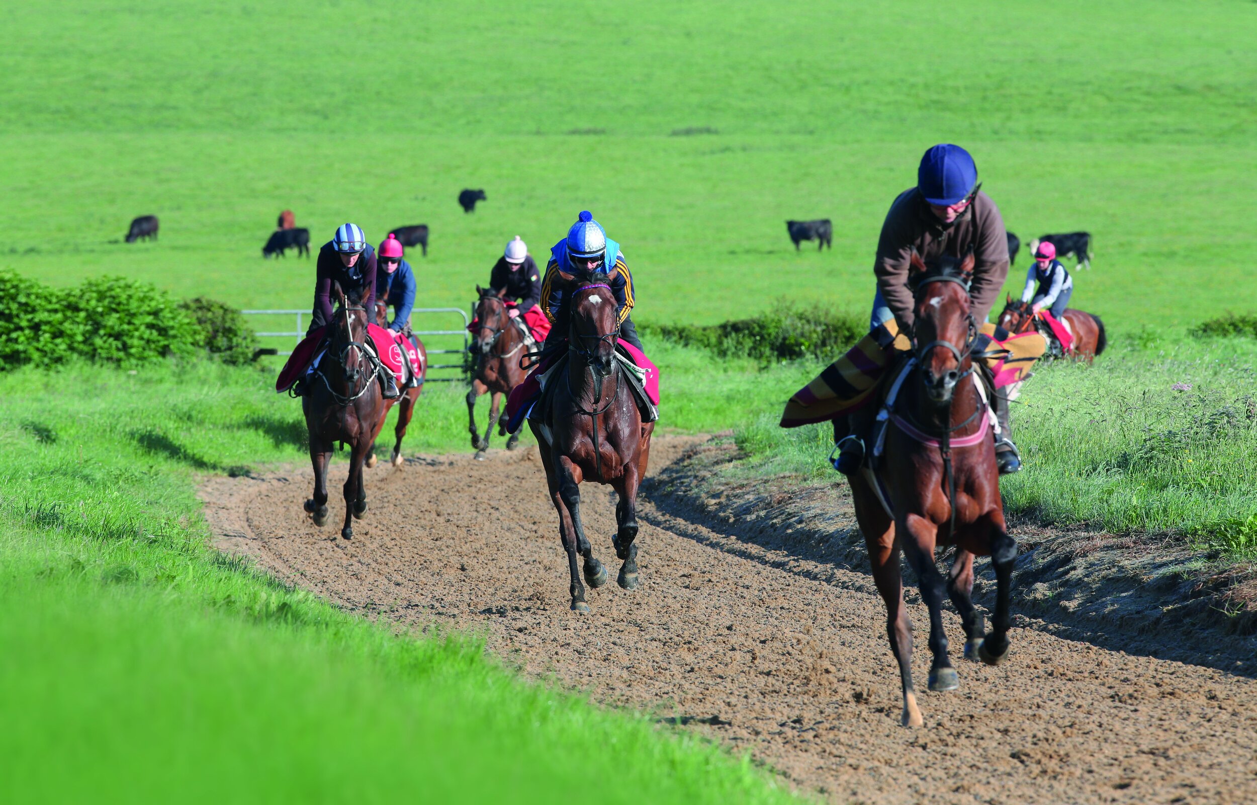 How The Gut brain Connection Affects The Performance Of Horses how-the-gut-brain-connection-affects-the-performance-of-horses